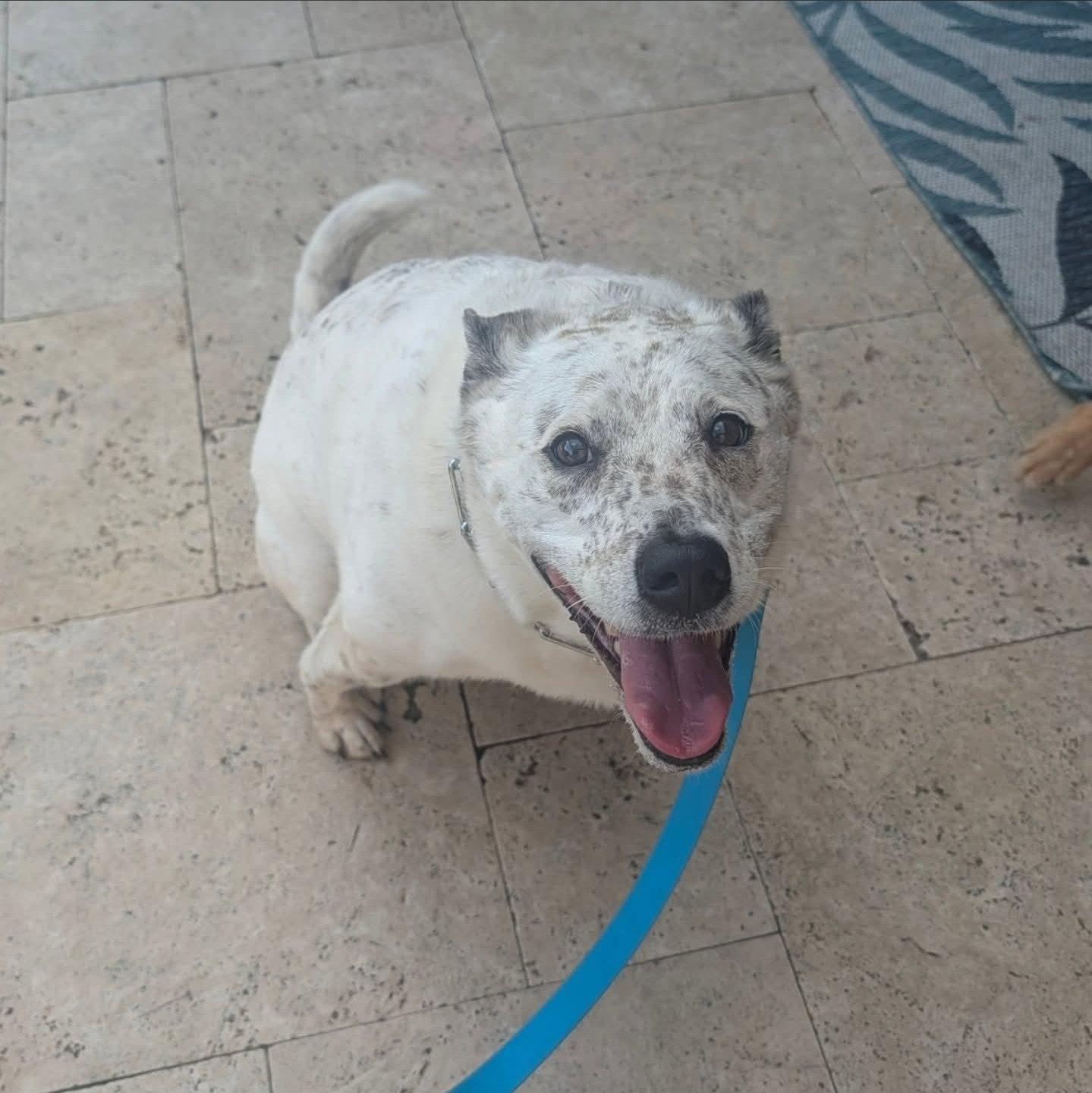 Bindi, a Adoptable Australian Cattle Dog / Blue Heeler in Rosenberg, TX image 3/3