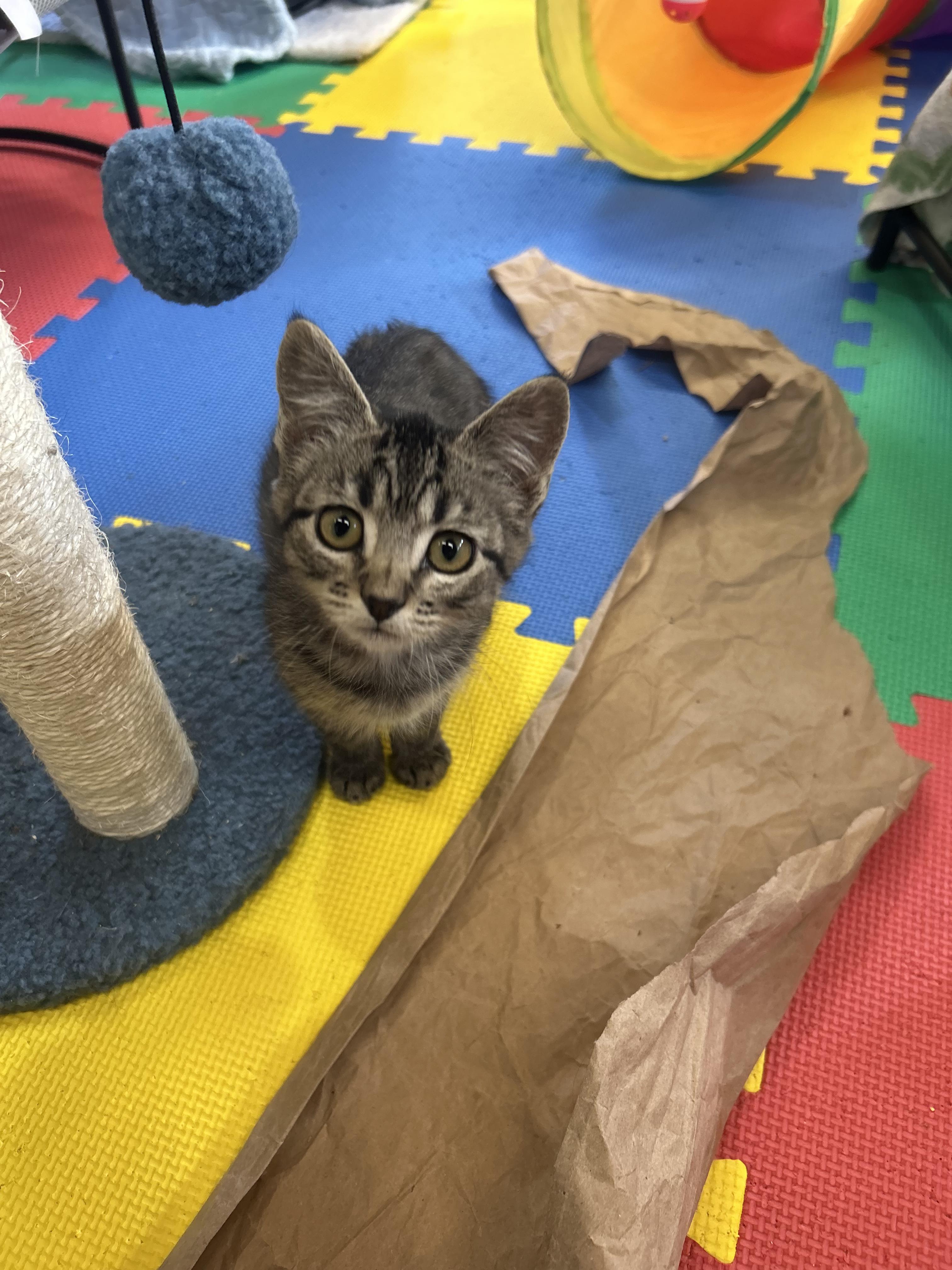 Enlarge Bubbles, a Adoptable Domestic Short Hair in Tillamook, OR image 1/4