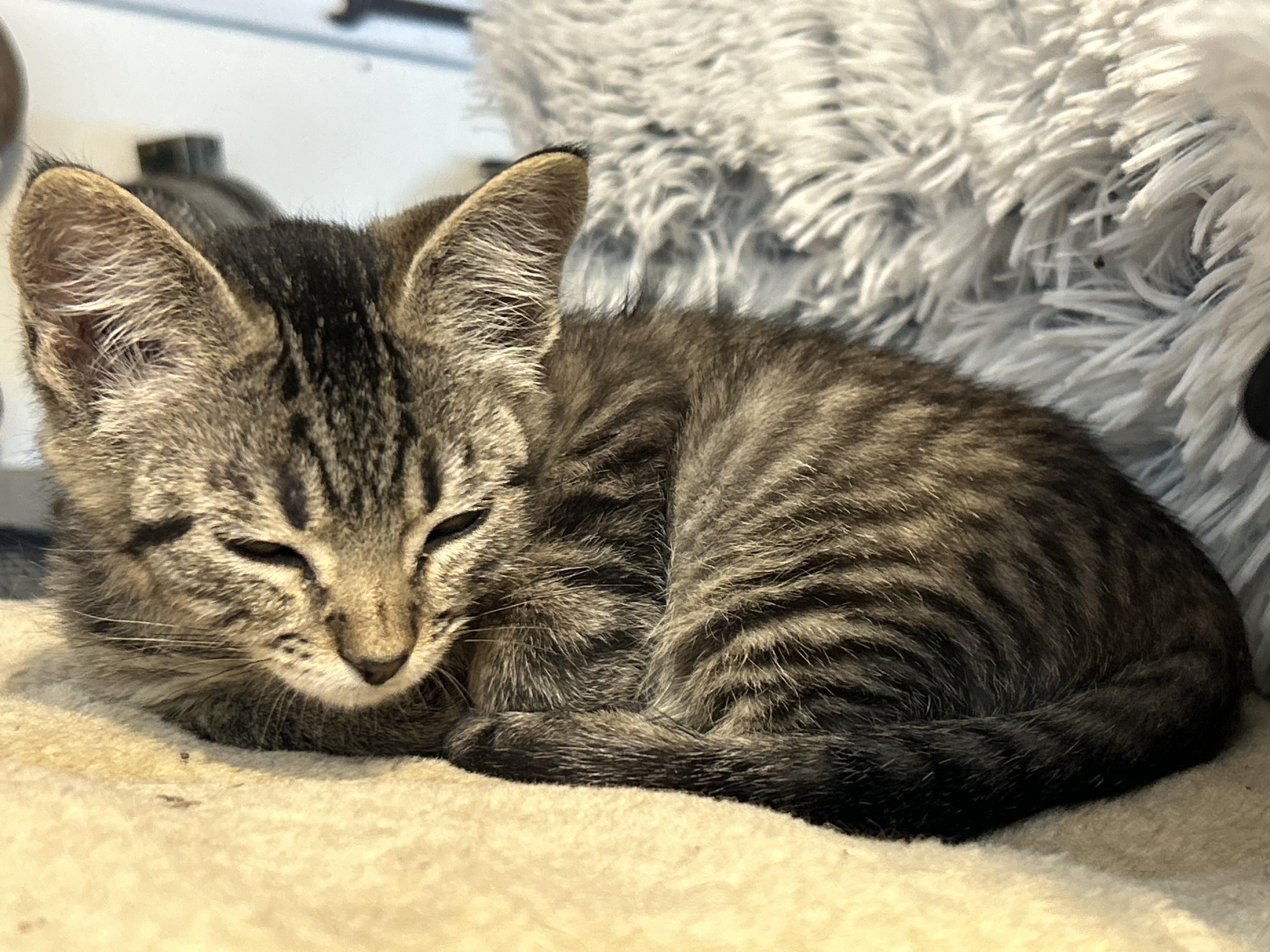 Enlarge Bubbles, a Adoptable Domestic Short Hair in Tillamook, OR image 2/4