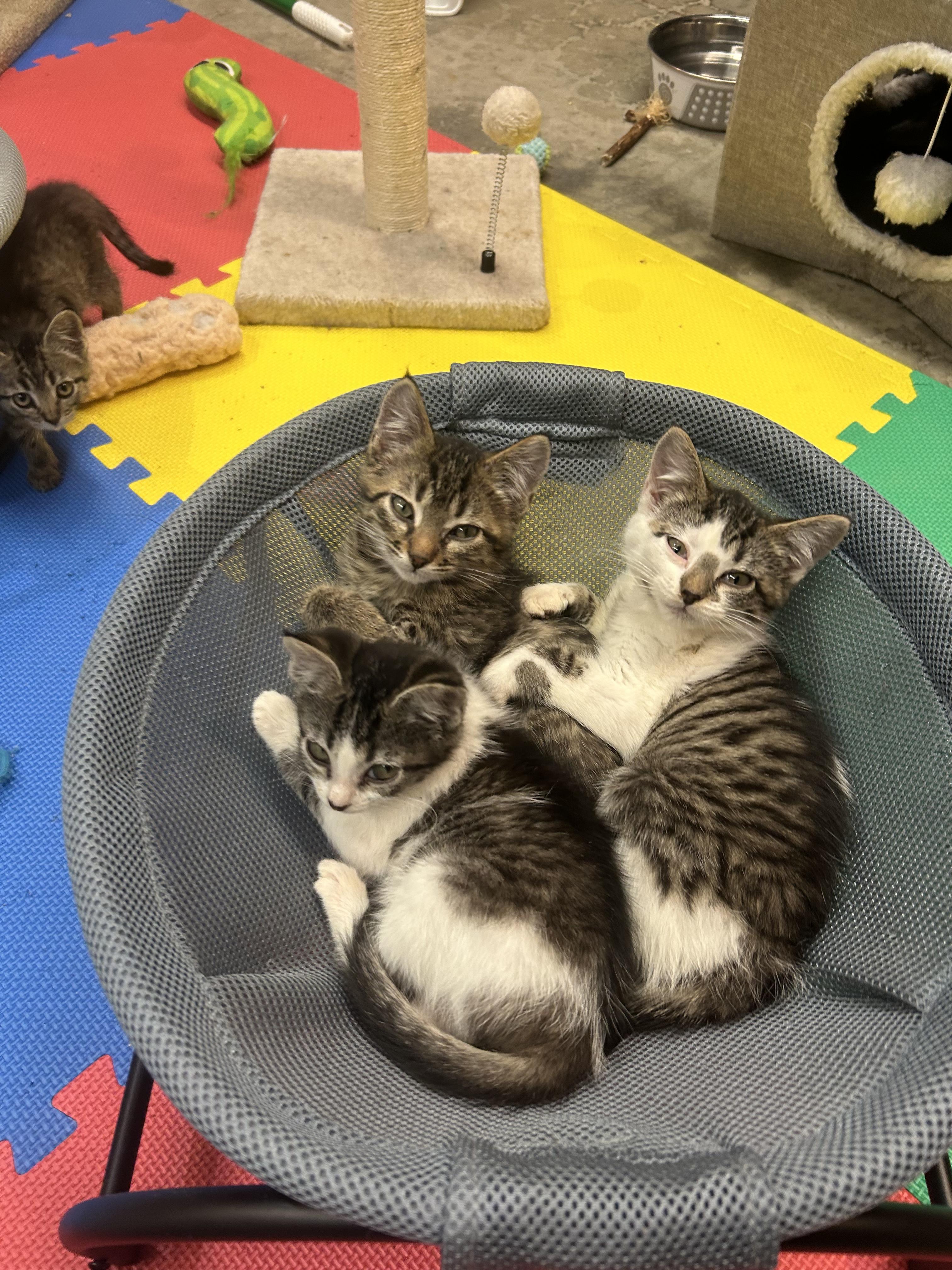 Enlarge Bubbles, a Adoptable Domestic Short Hair in Tillamook, OR image 3/4