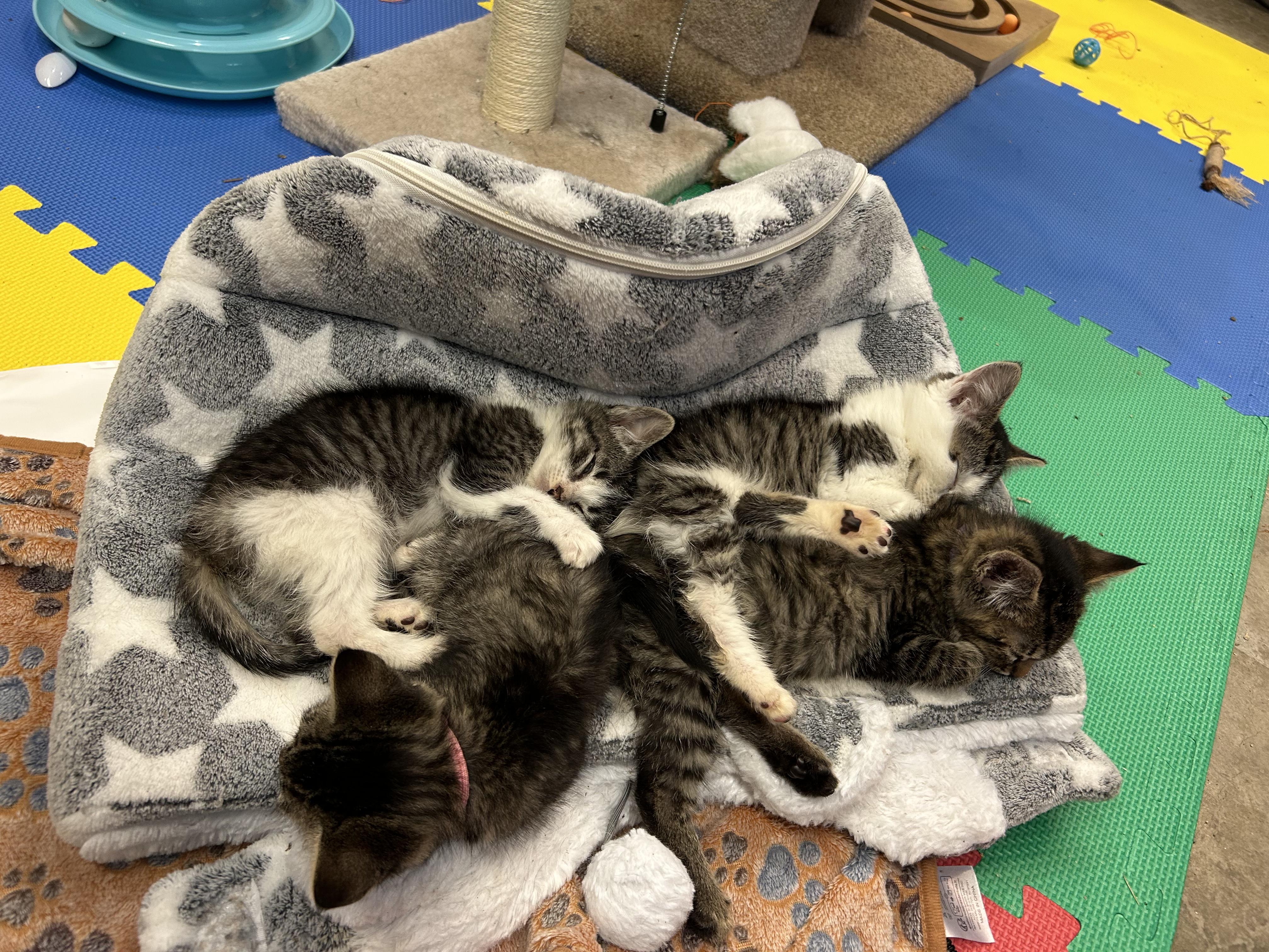 Enlarge Bubbles, a Adoptable Domestic Short Hair in Tillamook, OR image 4/4