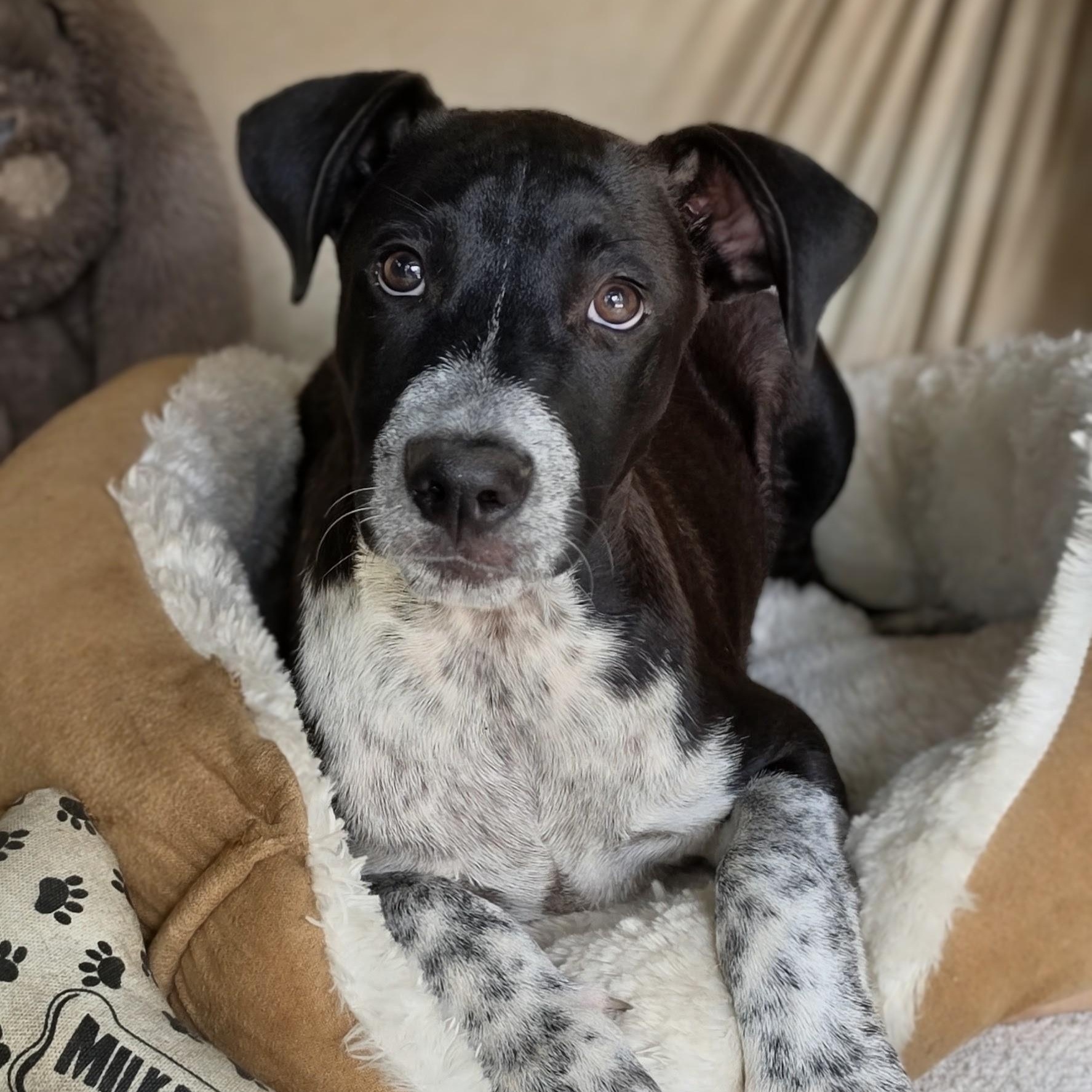 Monty photo