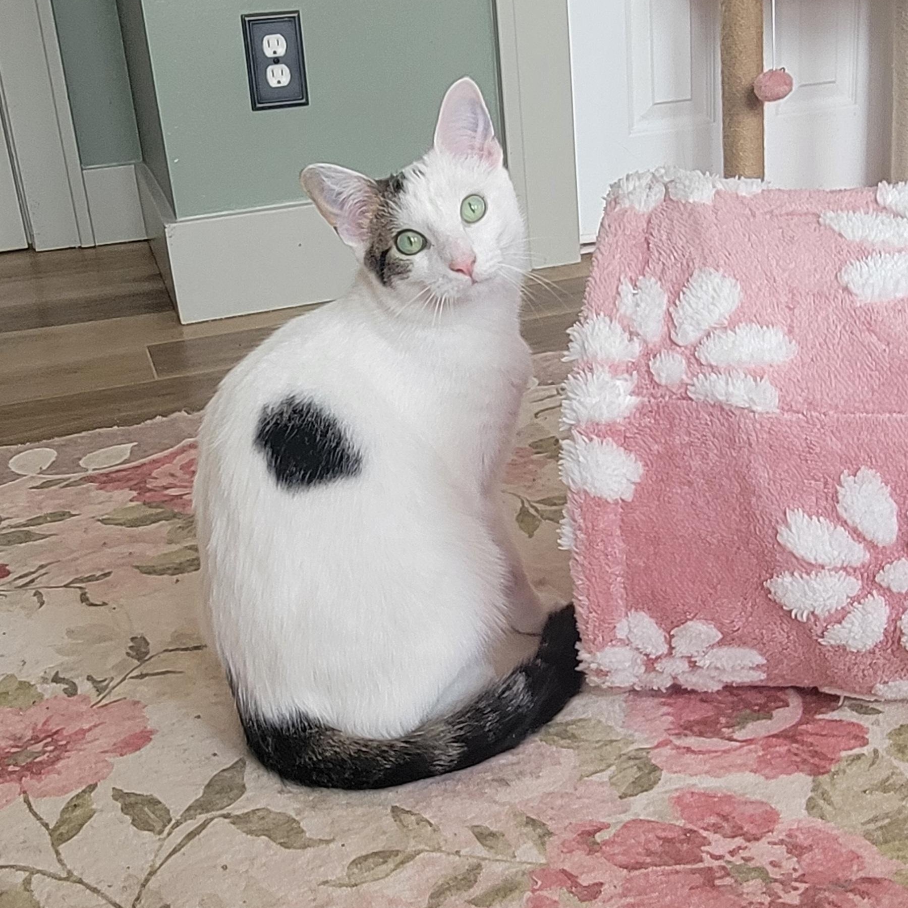 Enlarge Flower, a Adoptable Domestic Short Hair in Wyandotte, MI image 1/6