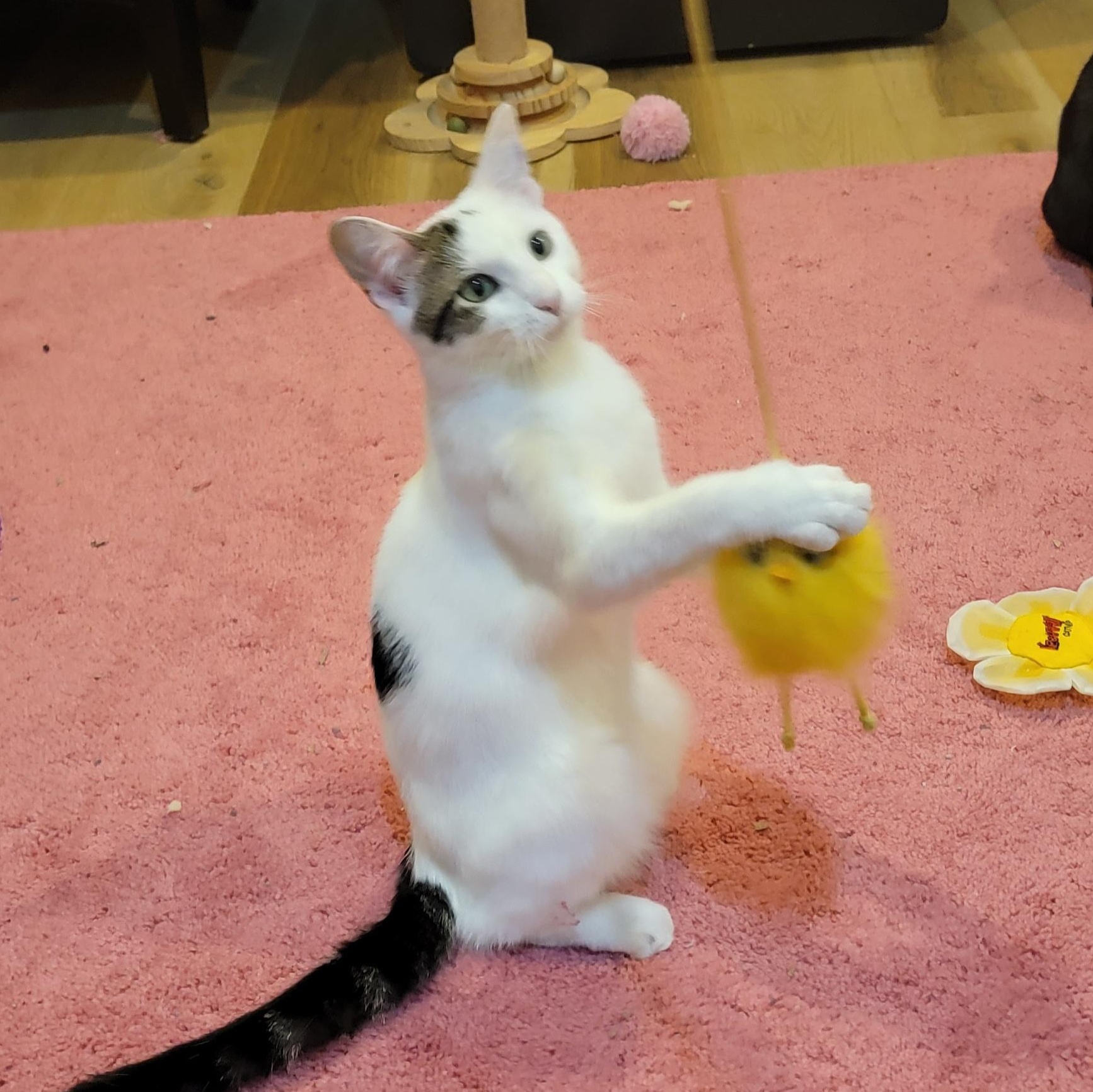 Flower, a Adoptable Domestic Short Hair in Wyandotte, MI image 6/6