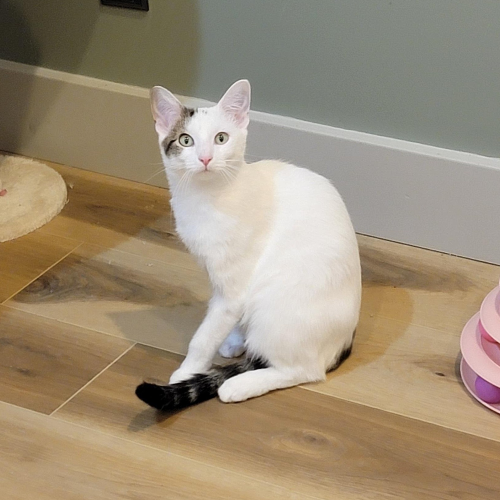 Enlarge Flower, a Adoptable Domestic Short Hair in Wyandotte, MI image 4/6