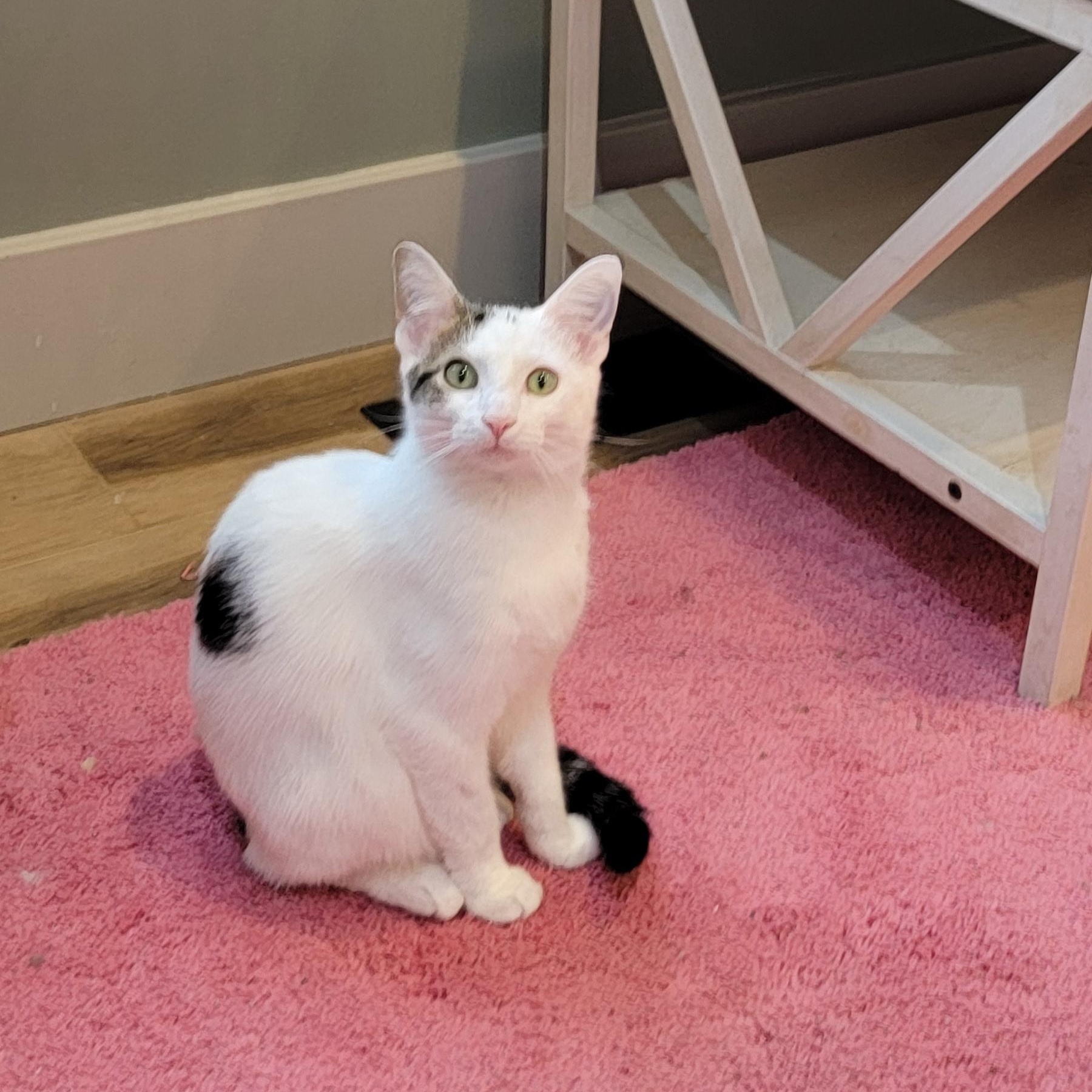 Flower, a Adoptable Domestic Short Hair in Wyandotte, MI image 2/6