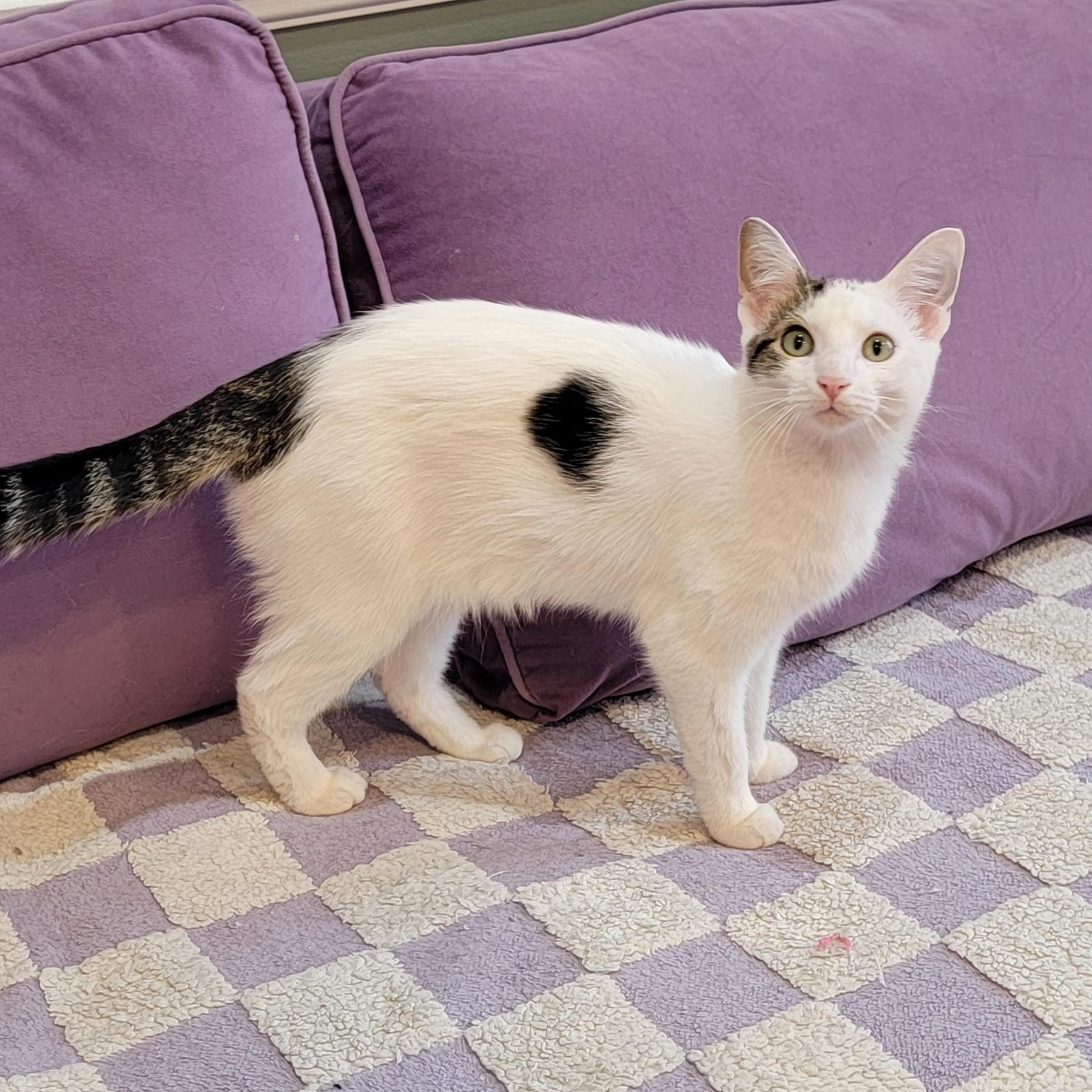 Flower, a Adoptable Domestic Short Hair in Wyandotte, MI image 3/6