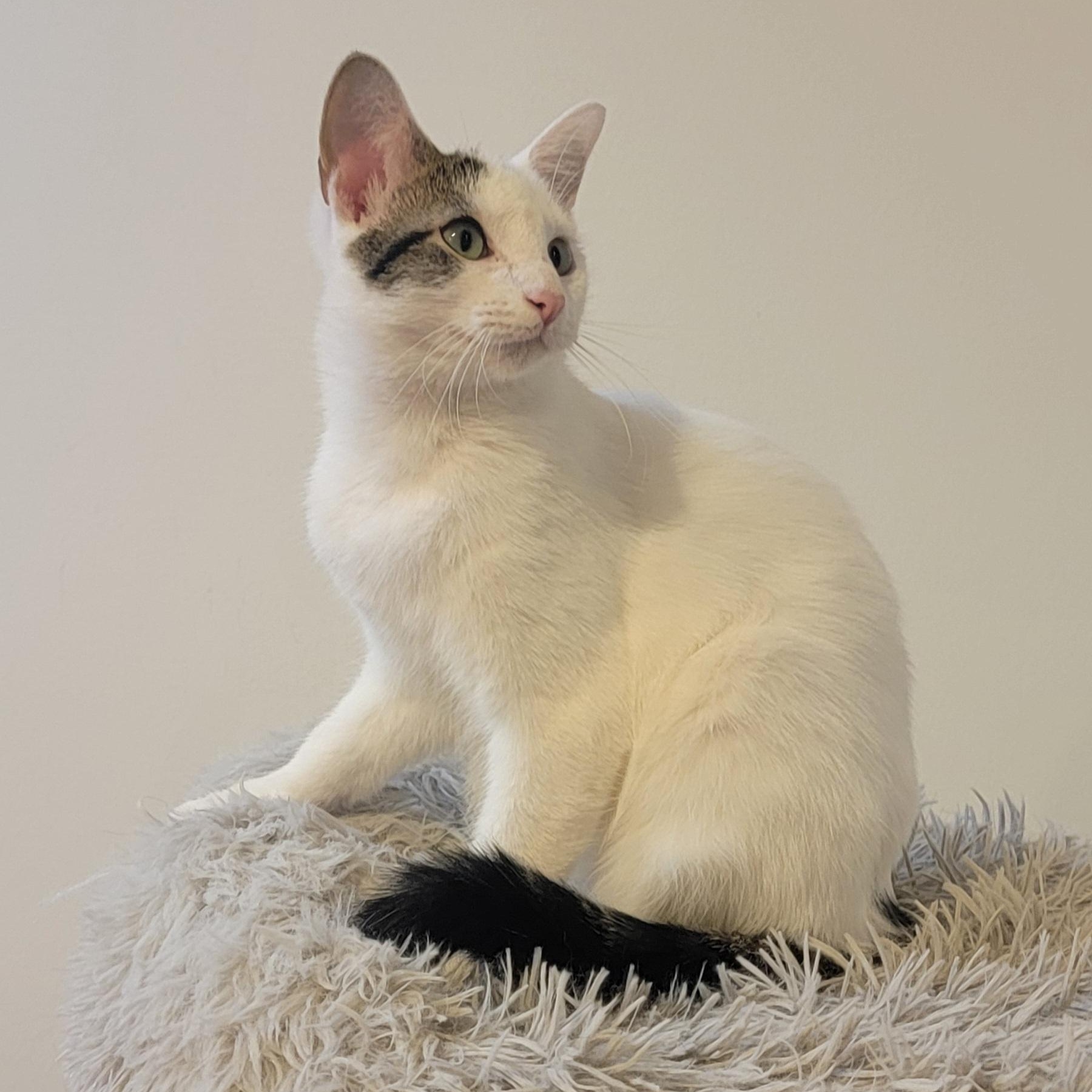 Flower, a Adoptable Domestic Short Hair in Wyandotte, MI image 5/6