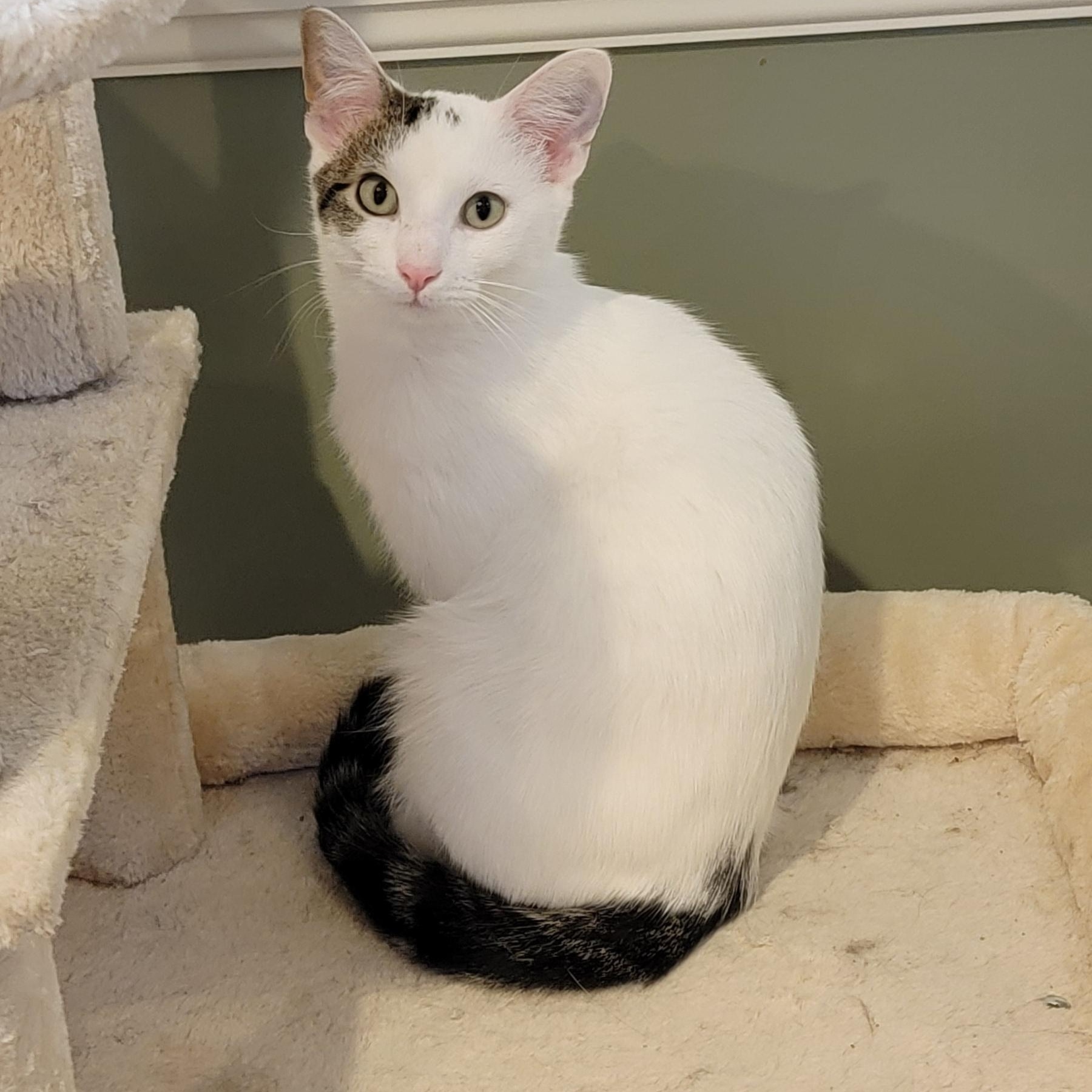 Enlarge Flower, a Adoptable Domestic Short Hair in Wyandotte, MI image 6/6