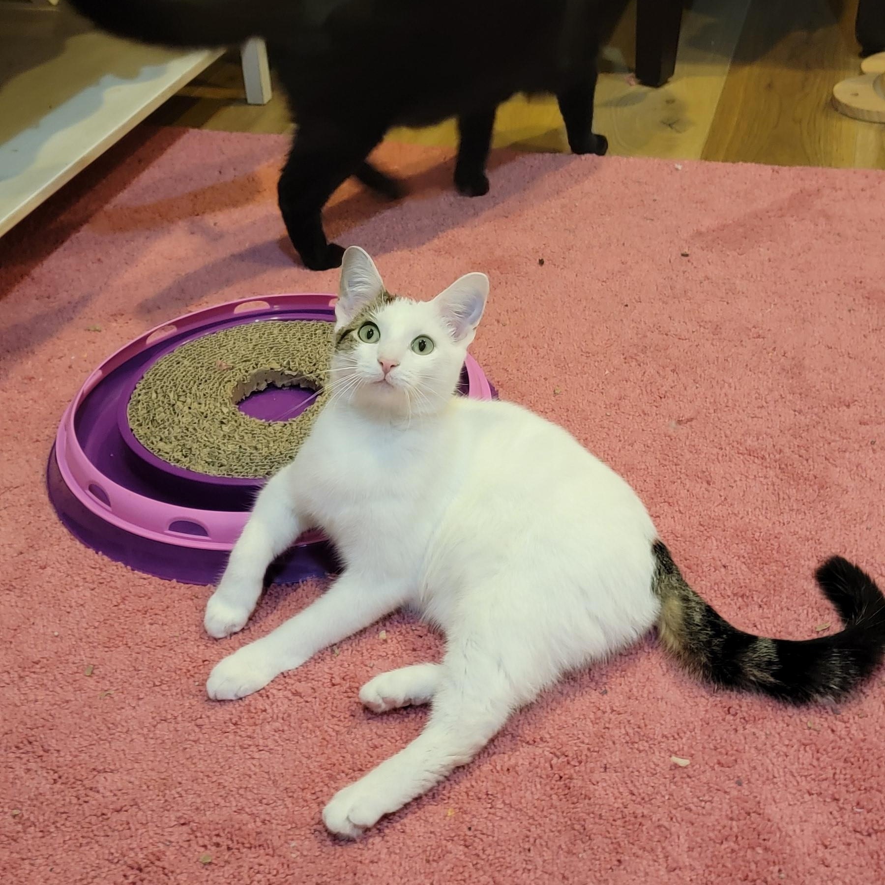 Flower, a Adoptable Domestic Short Hair in Wyandotte, MI image 4/6