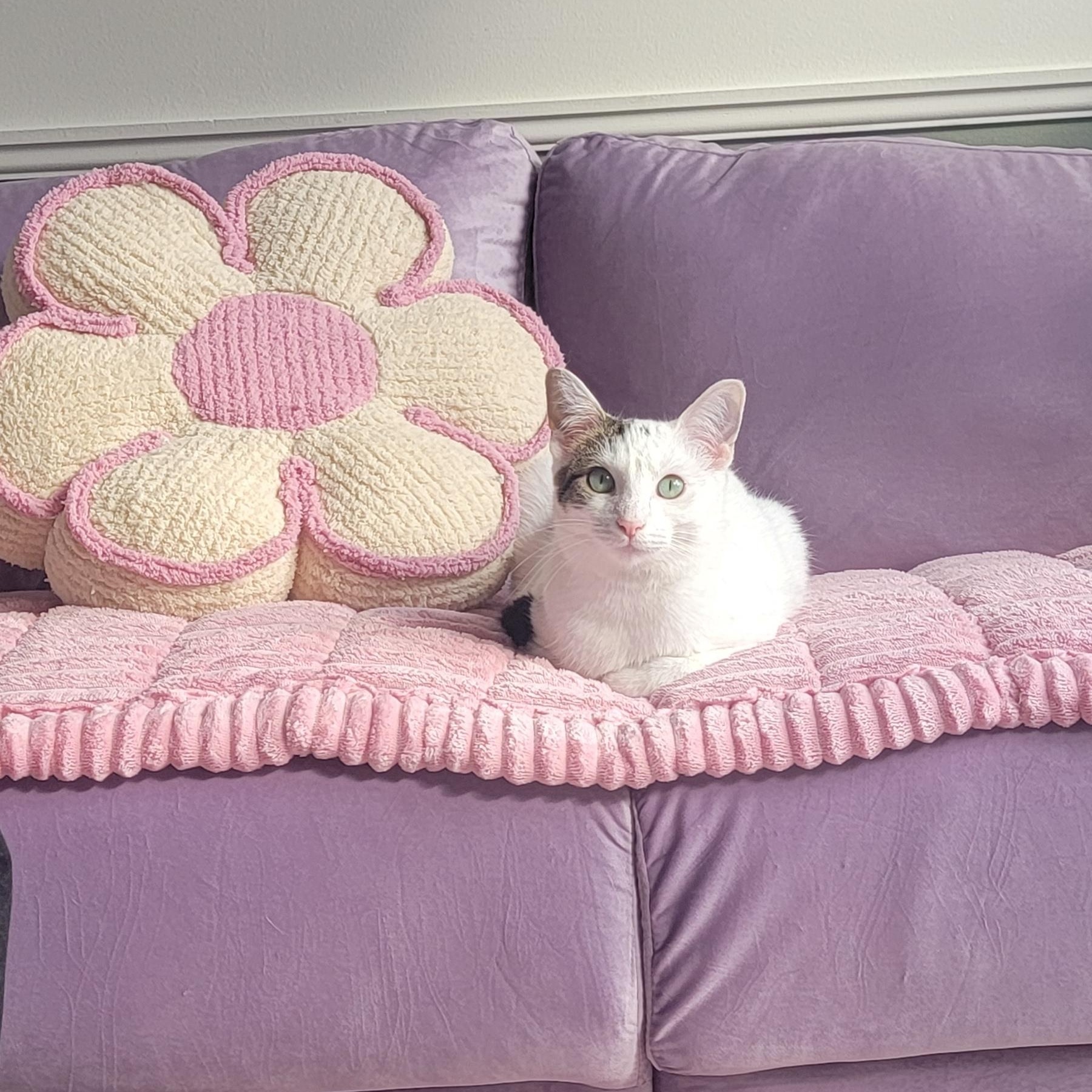 Enlarge Flower, a Adoptable Domestic Short Hair in Wyandotte, MI image 2/6