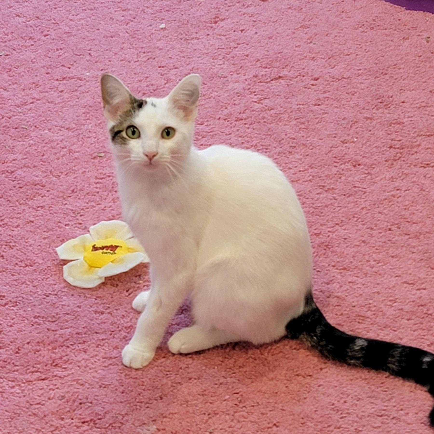 Flower, Adoptable, Young Female Domestic Short Hair.