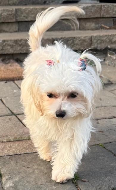 Enlarge Mei (Little Sprout), a ADOPTABLE Maltipoo in Monroe, NC image 2/2