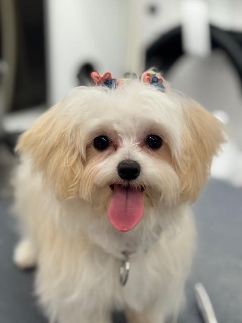 Mei (Little Sprout), ADOPTABLE, Young Female Maltipoo.