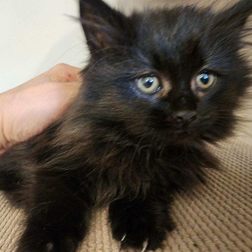 MANTIS SHRIMP (bonded w/Sand Dollar or Green Turtle)