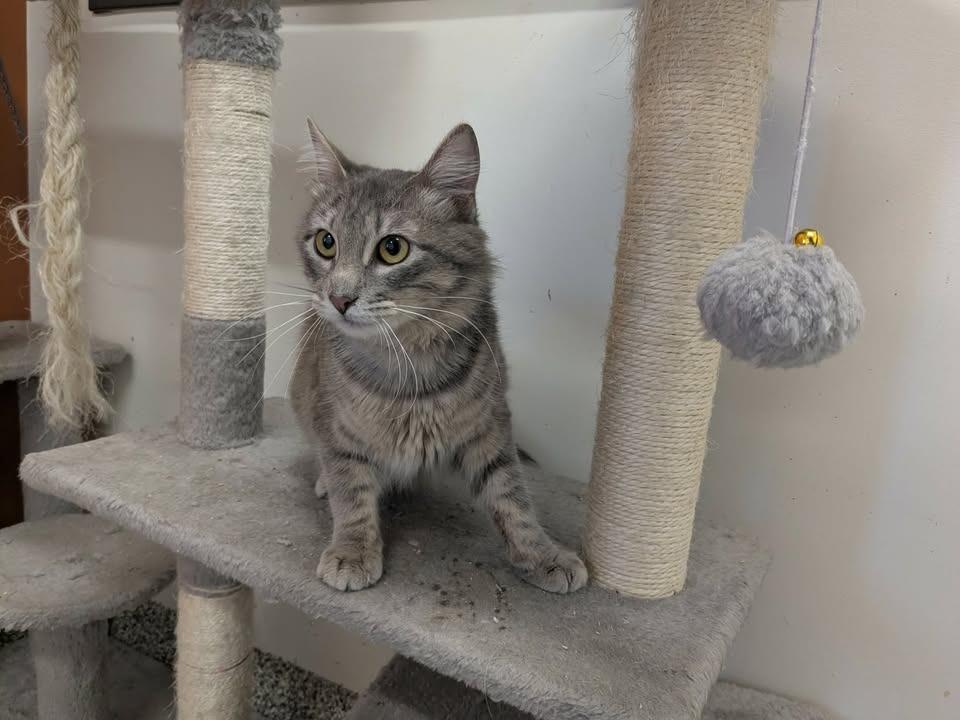 Pirate, Adopted, Adult Male Domestic Medium Hair.