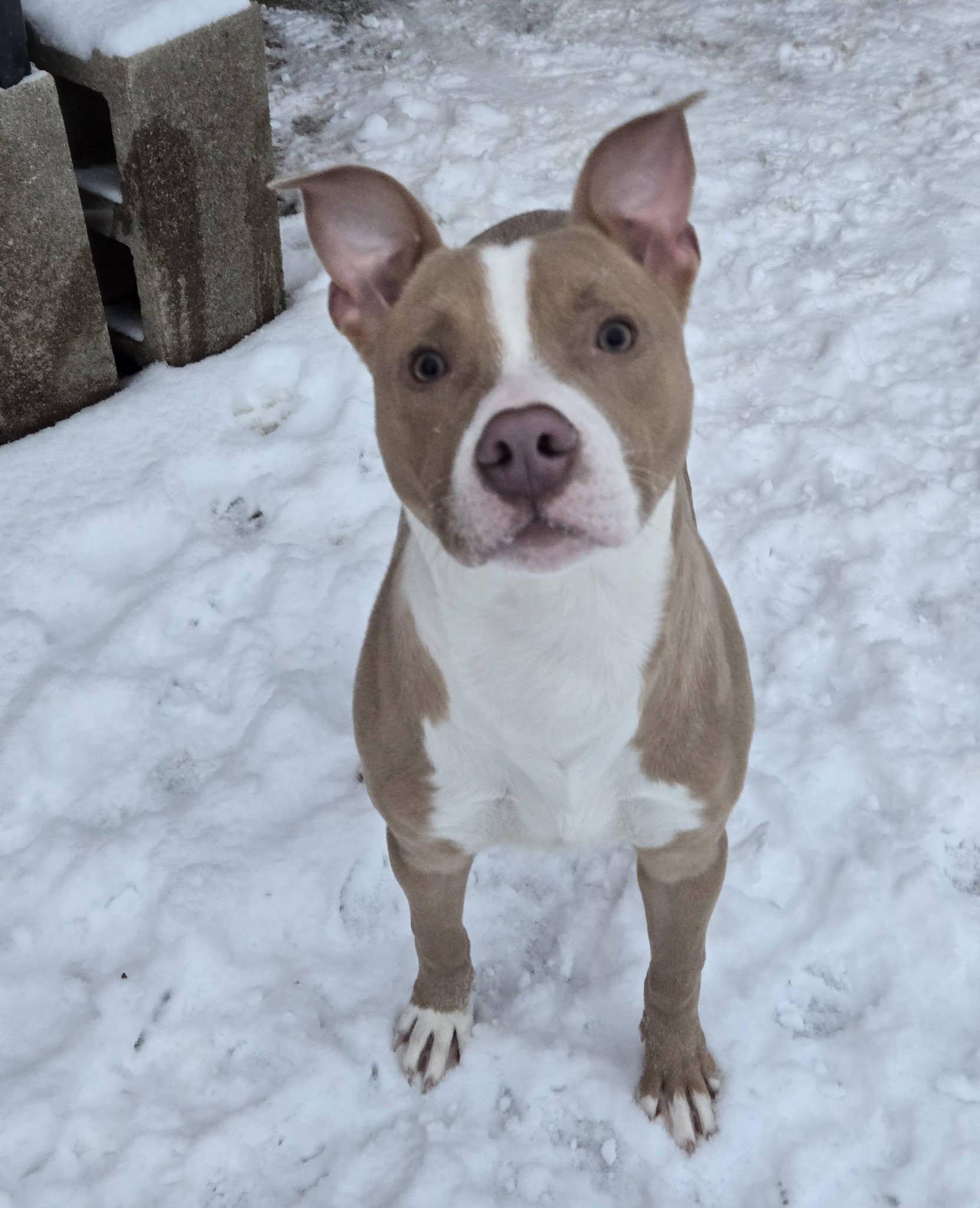Tanner, ADOPTABLE, Puppy Male Pit Bull Terrier.