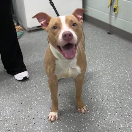 Tanner, ADOPTABLE, Puppy Male Pit Bull Terrier.