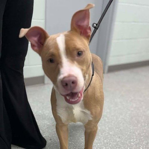 Enlarge Tanner, a ADOPTABLE mixed breed in Bardstown, KY image 5/5