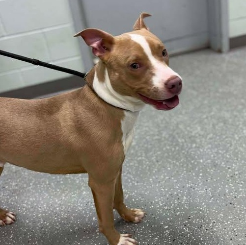 Enlarge Tanner, a ADOPTABLE mixed breed in Bardstown, KY image 2/5