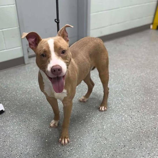 Enlarge Tanner, a ADOPTABLE mixed breed in Bardstown, KY image 3/5
