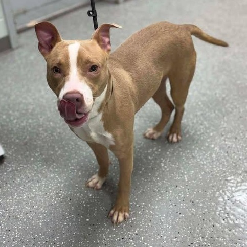 Enlarge Tanner, a ADOPTABLE mixed breed in Bardstown, KY image 4/5