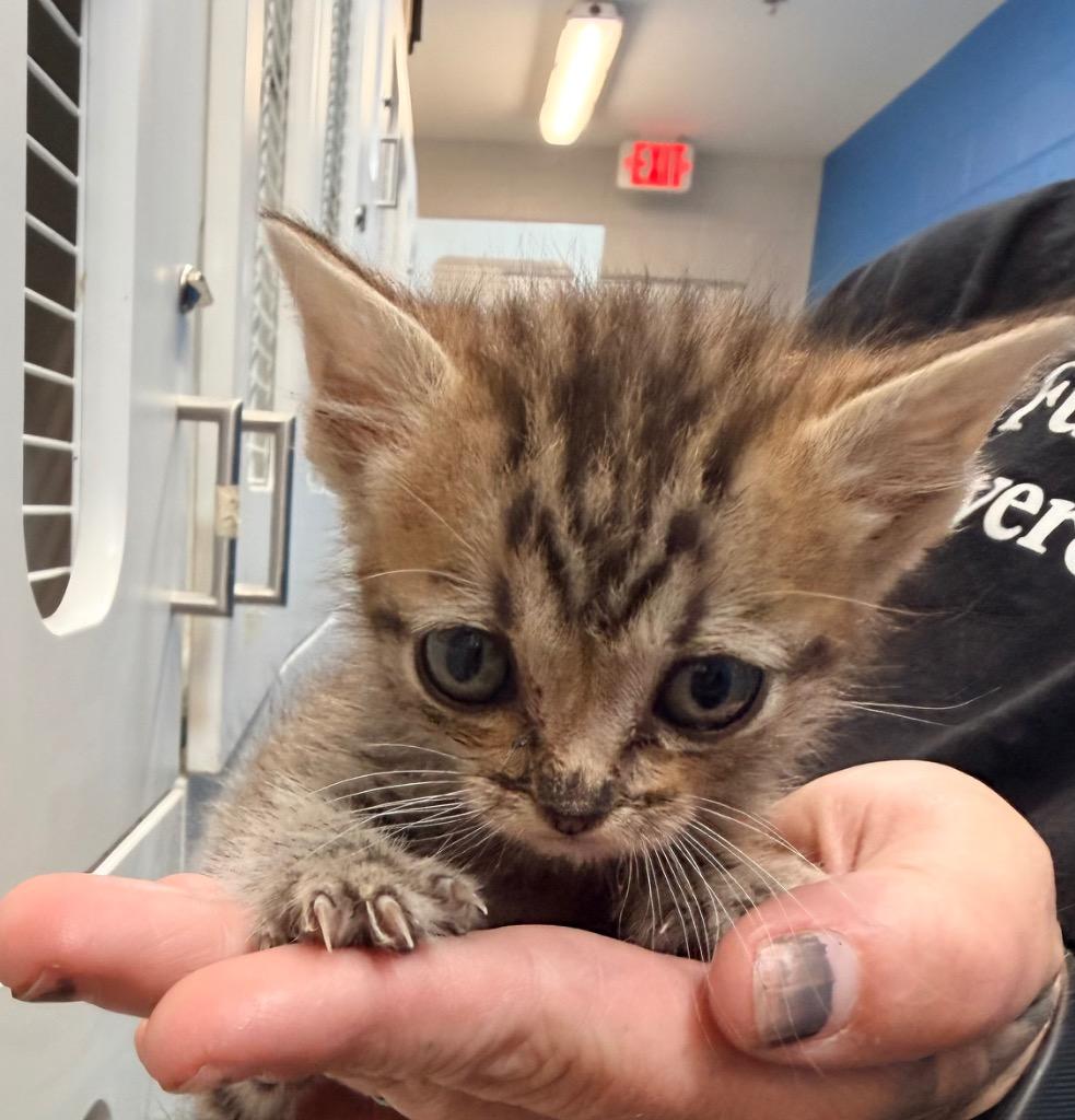 Basil, Adoptable, Kitten Male Domestic Short Hair.
