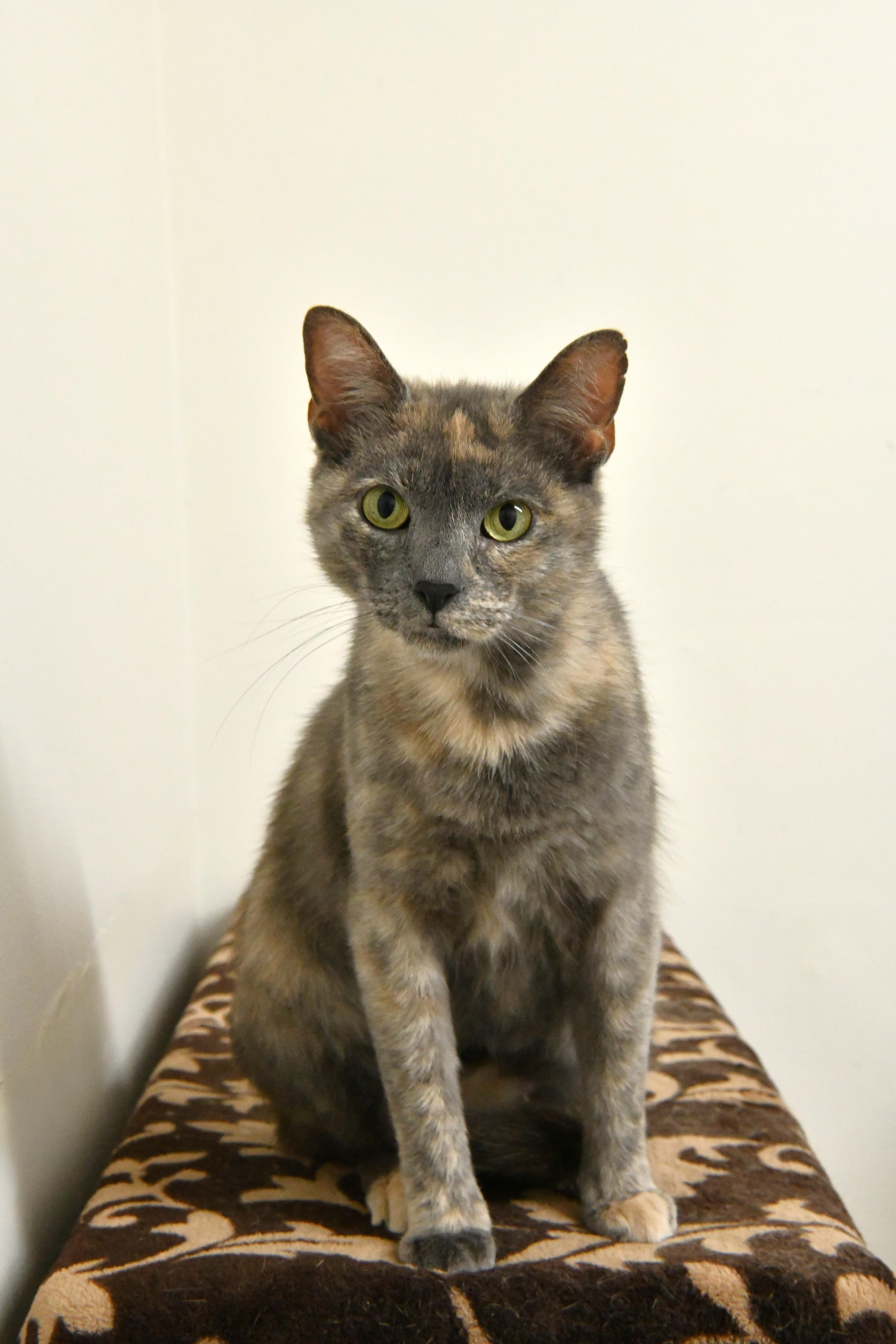 Pomegranate, ADOPTABLE, Adult Female Domestic Short Hair.
