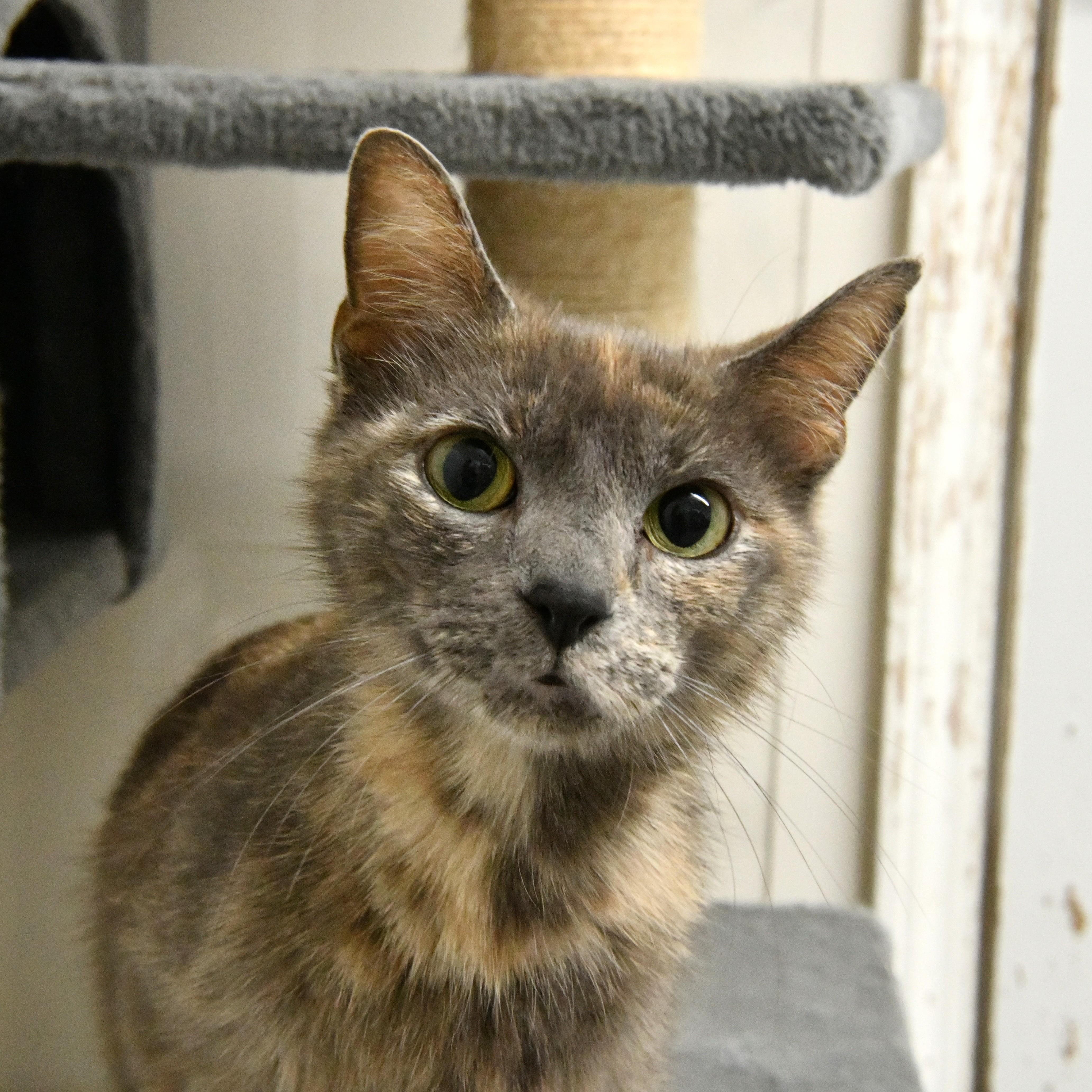 Pomegranate, ADOPTABLE, Adult Female Domestic Short Hair.