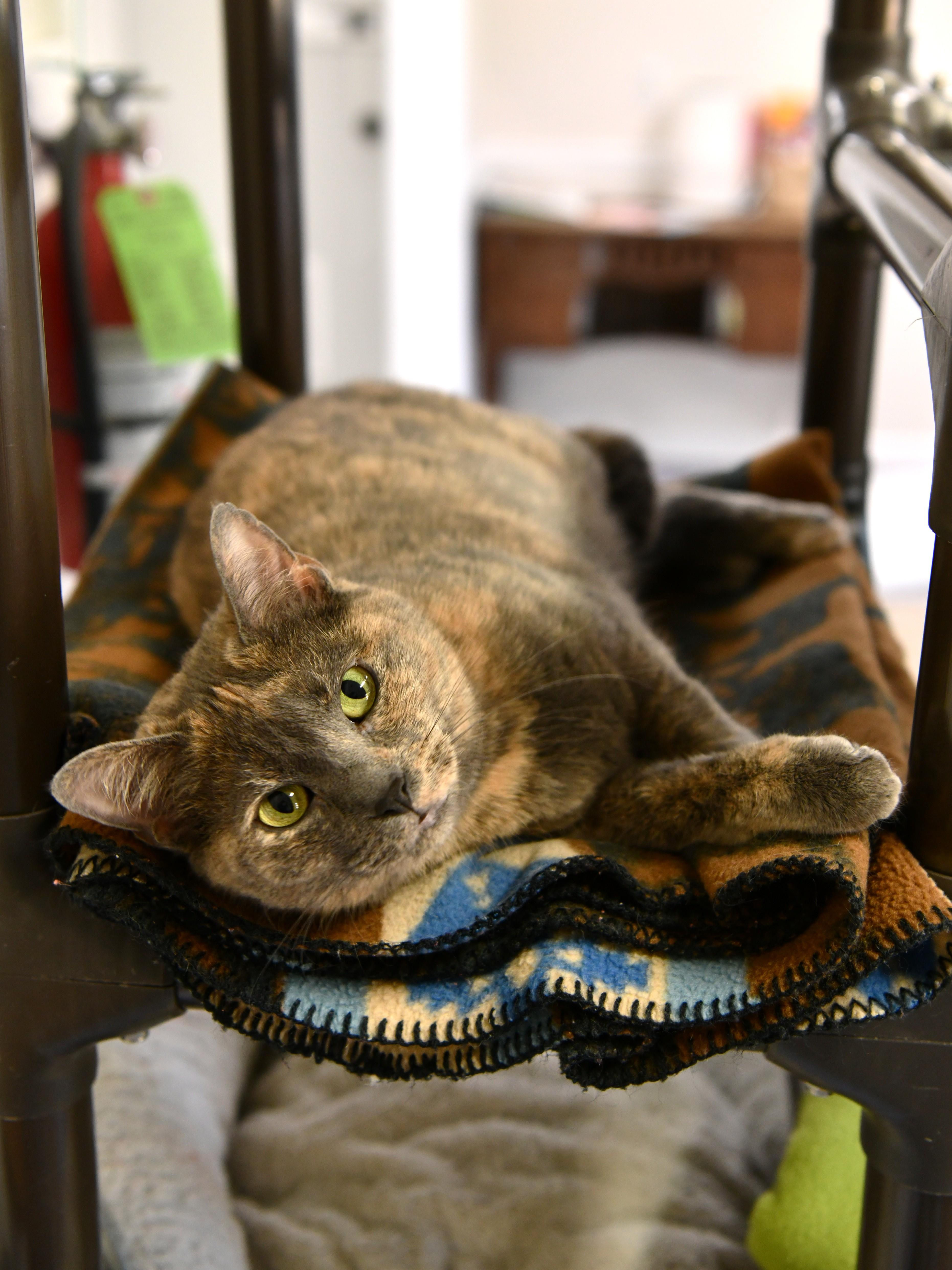 Enlarge Pomegranate, a Adoptable Domestic Short Hair in Fairhope, AL image 1/3