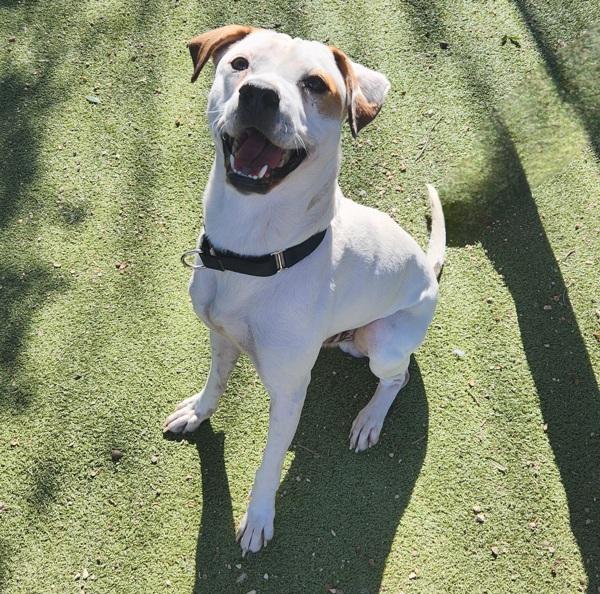 Pooh, Adoptable, Adult Male Pointer & American Bulldog.