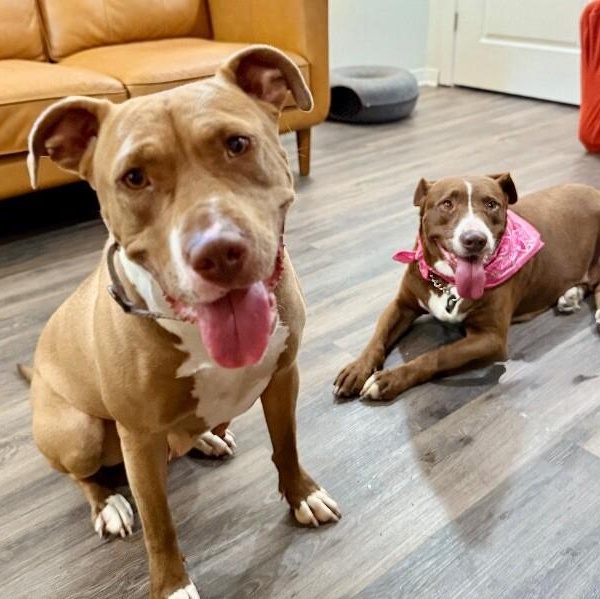 Adamma all love and gentle company — thumbnail 4