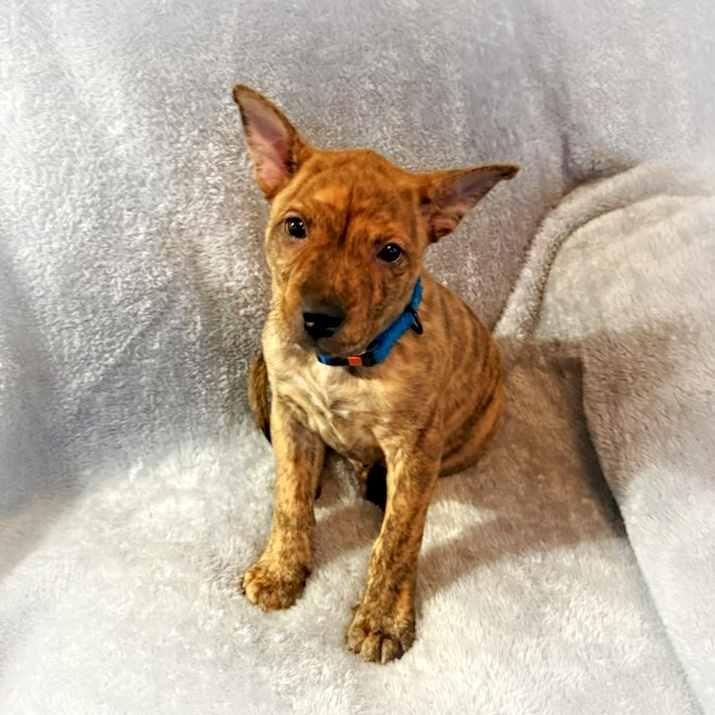 Grant, a ADOPTABLE mixed breed in Itasca, IL image 5/6