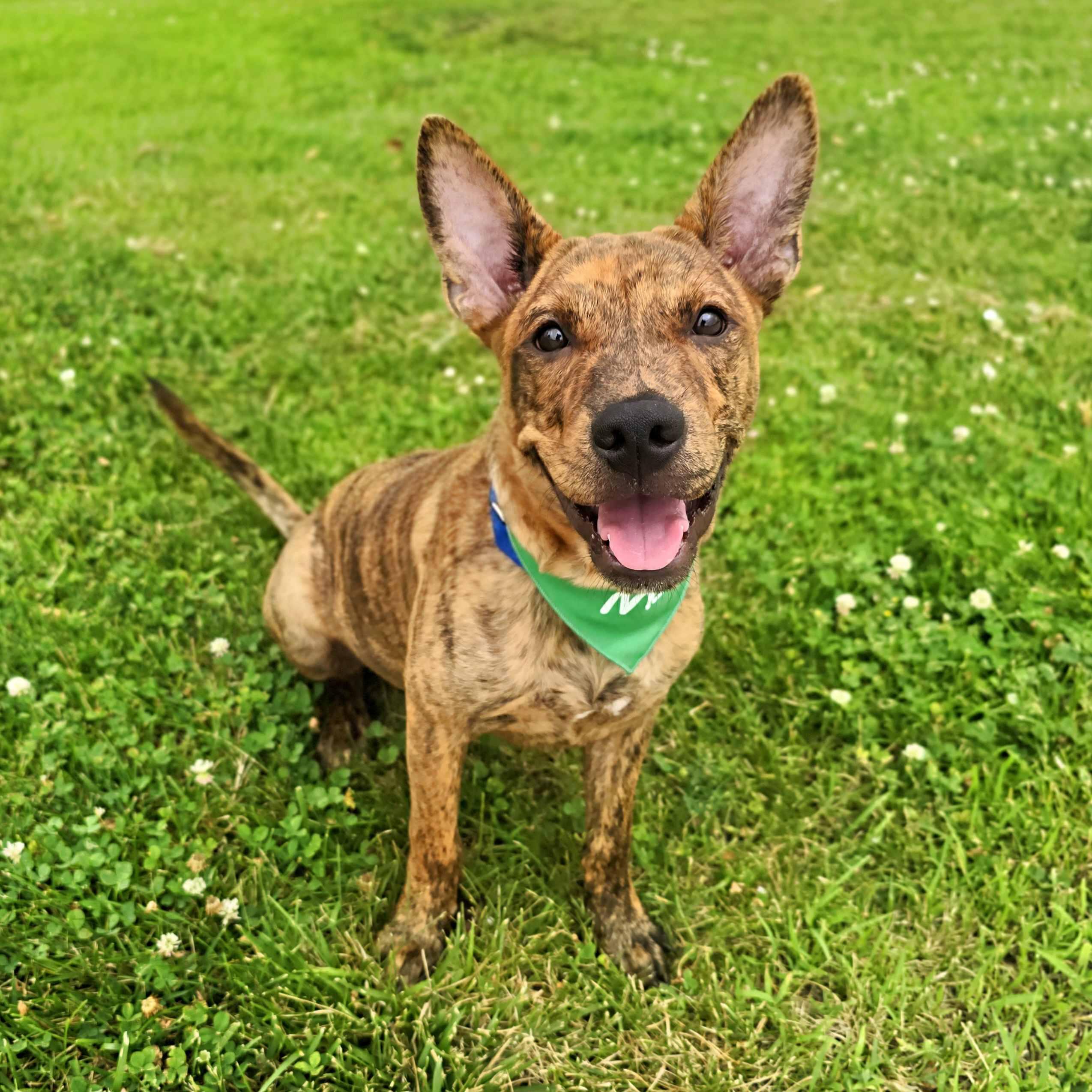 Enlarge Grant, a ADOPTABLE mixed breed in Itasca, IL image 1/6