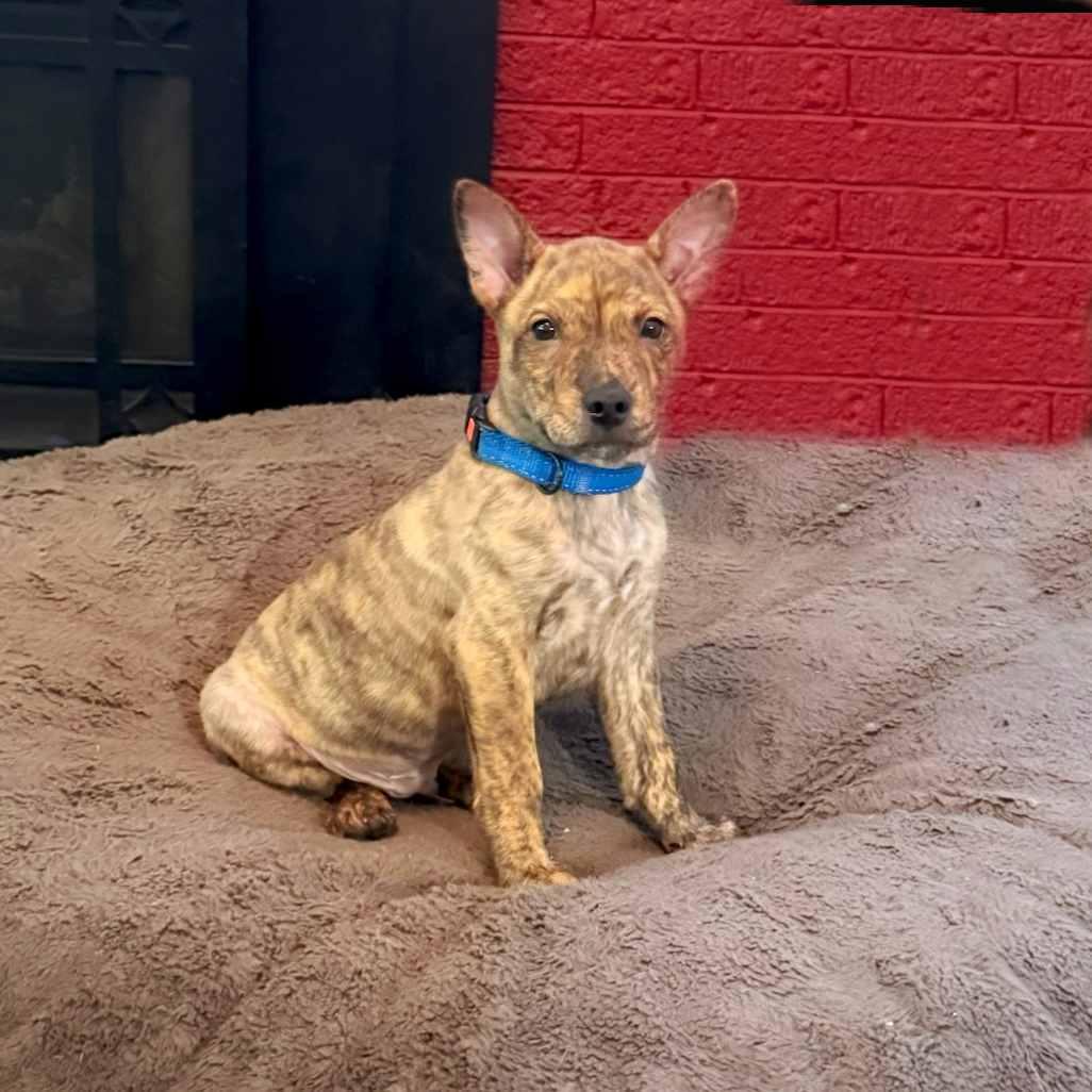 Grant, a ADOPTABLE mixed breed in Itasca, IL image 1/6