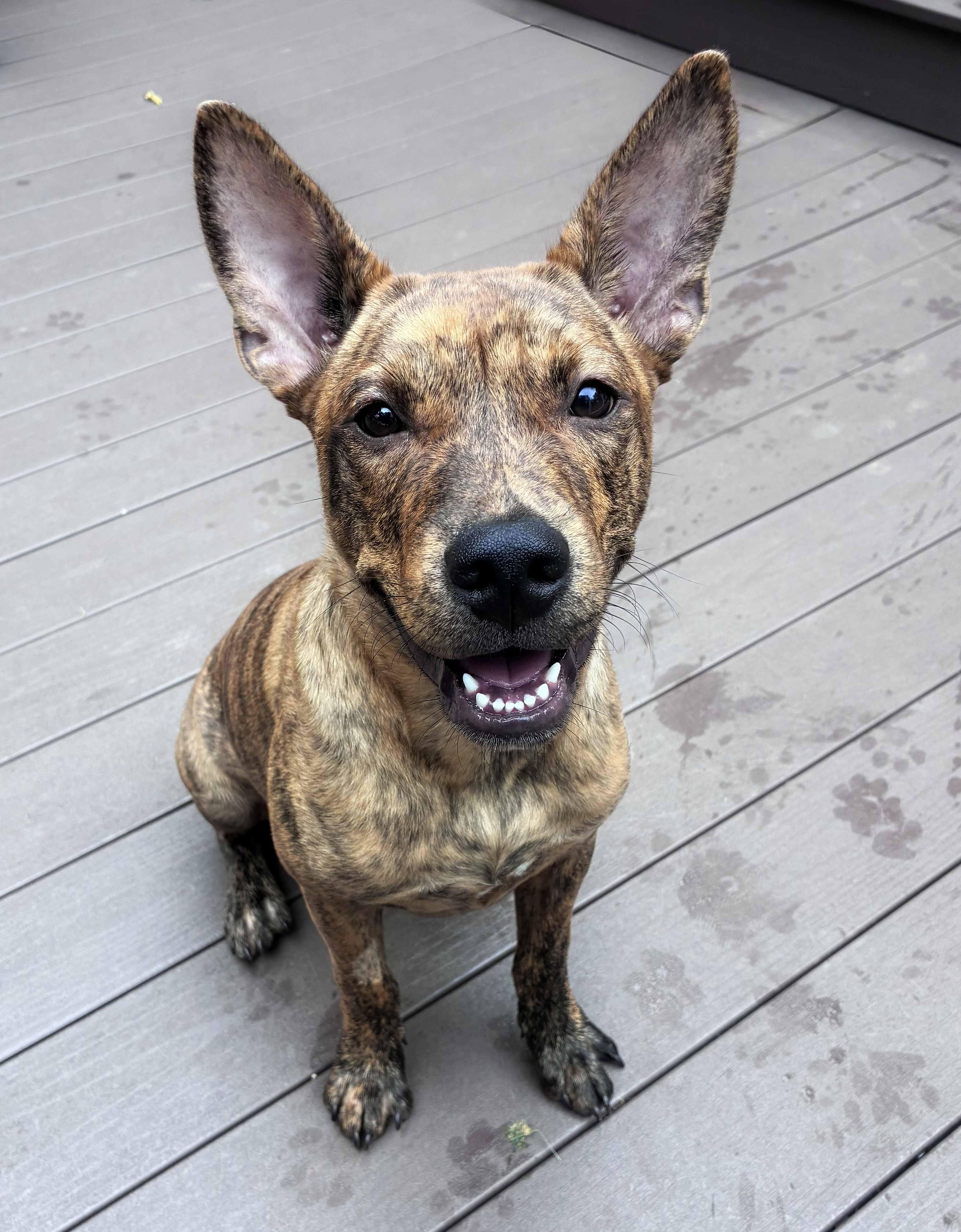 Enlarge Grant, a ADOPTABLE mixed breed in Schaumburg, IL image 4/6