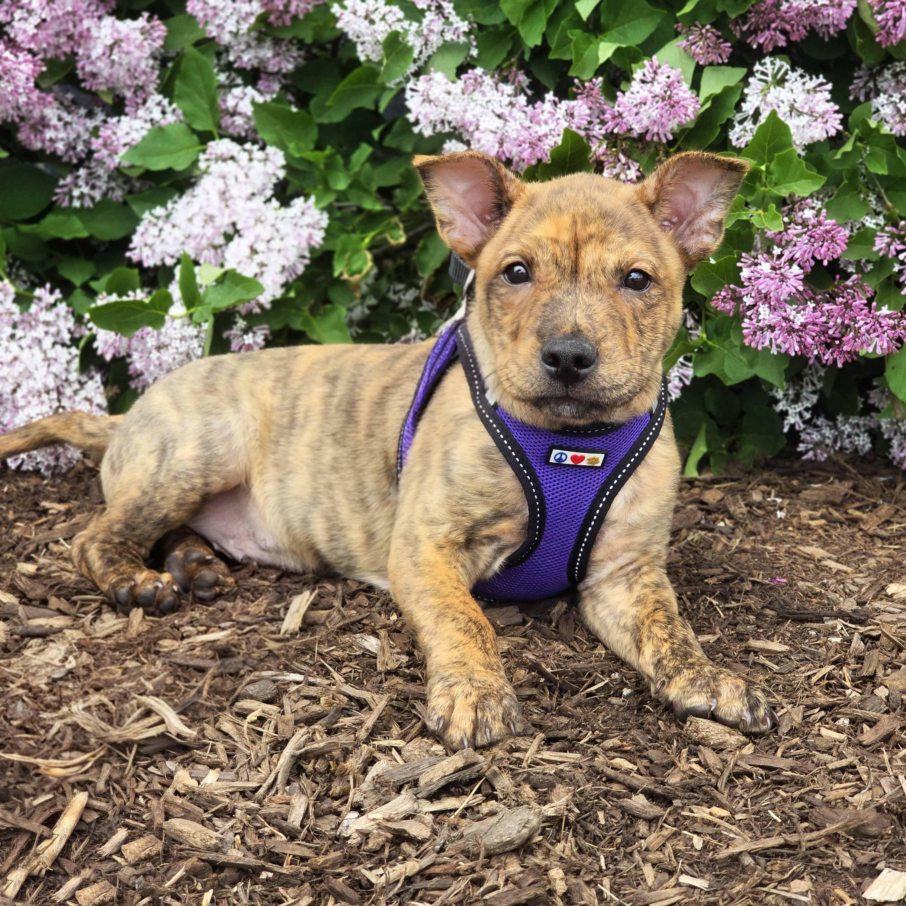 Grant, a ADOPTABLE mixed breed in Itasca, IL image 6/6