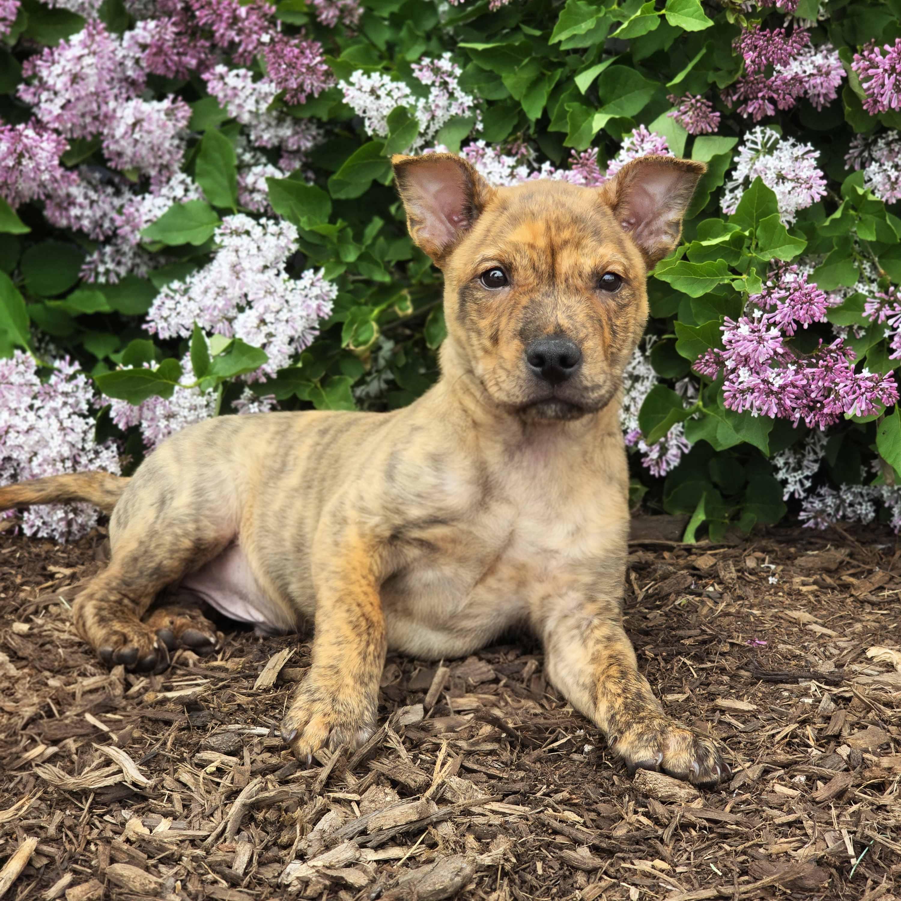 Grant, a ADOPTABLE mixed breed in Itasca, IL image 3/6