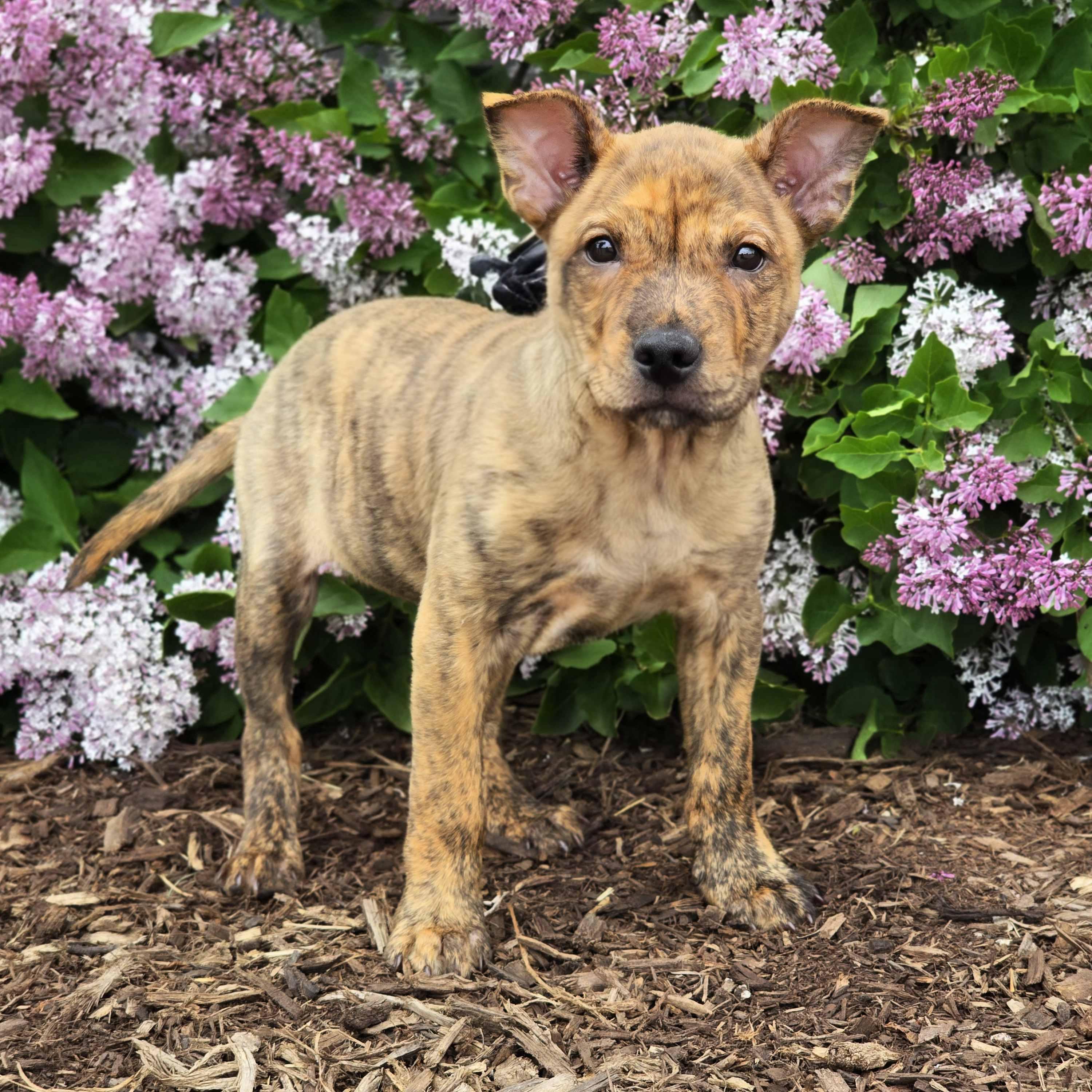 Grant, a ADOPTABLE mixed breed in Itasca, IL image 2/6