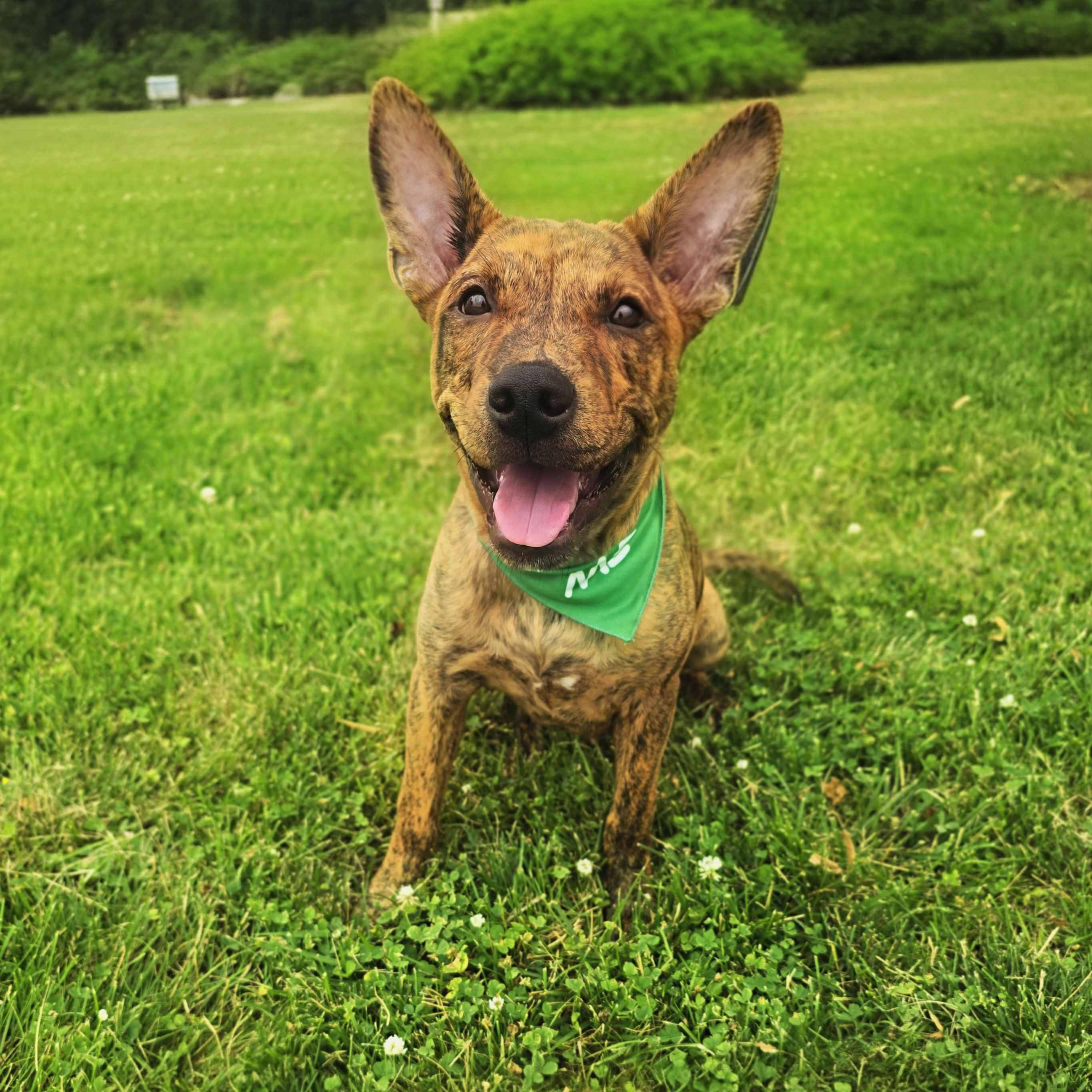 Enlarge Grant, a ADOPTABLE mixed breed in Itasca, IL image 2/6