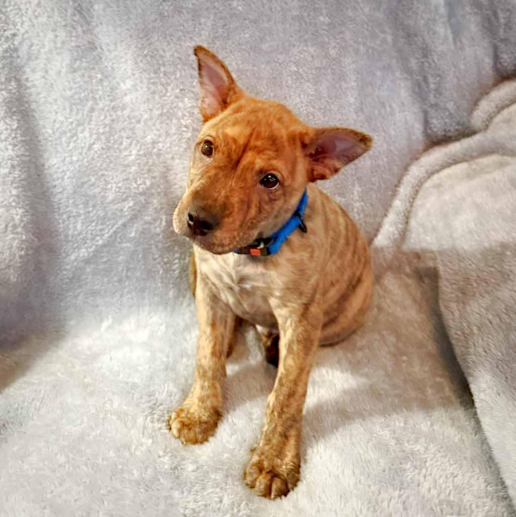 Grant, a ADOPTABLE mixed breed in Itasca, IL image 4/6