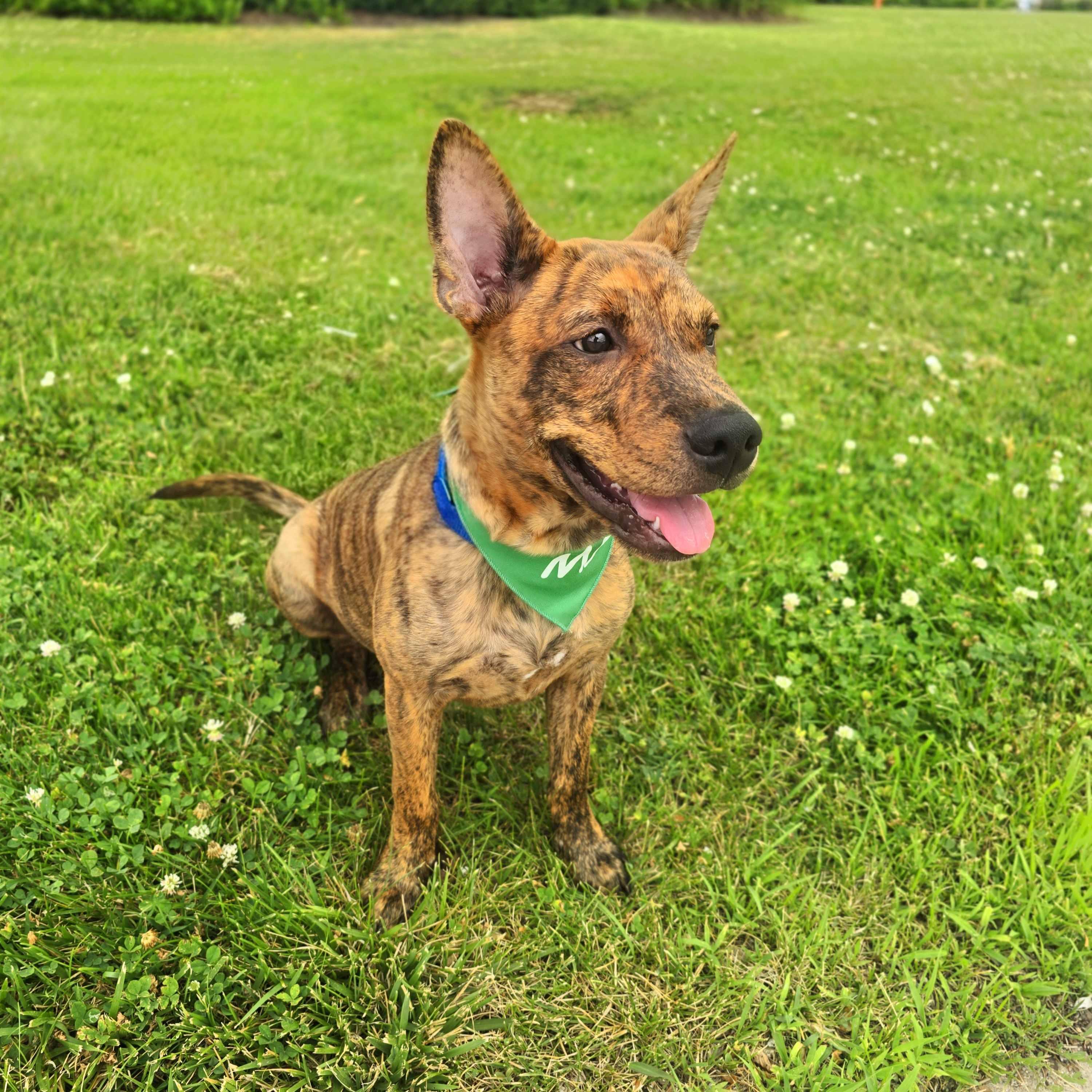 Enlarge Grant, a ADOPTABLE mixed breed in Itasca, IL image 3/6