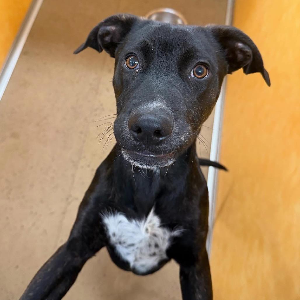 Dewey, Adoptable, Puppy Male Mixed Breed.