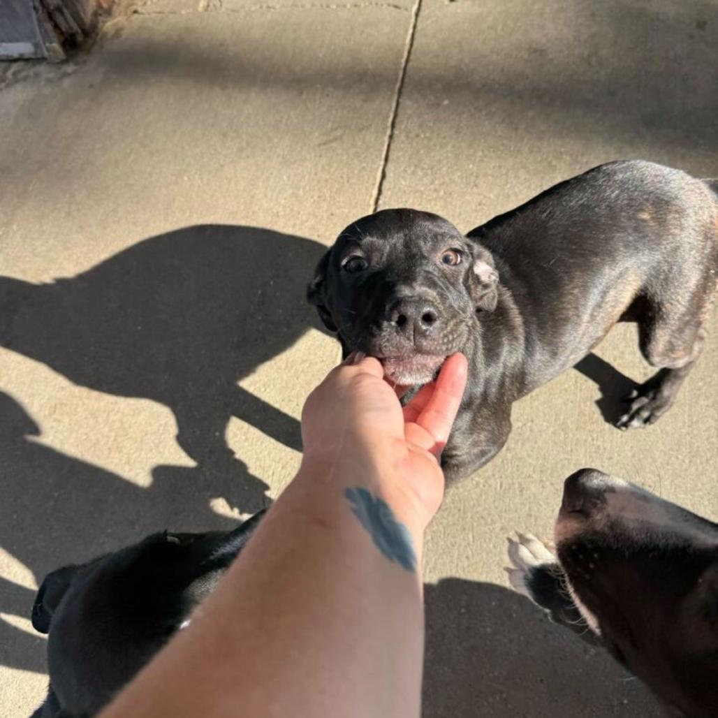 Dewey, a Adoptable Mixed Breed in Grand Junction, CO image 2/2