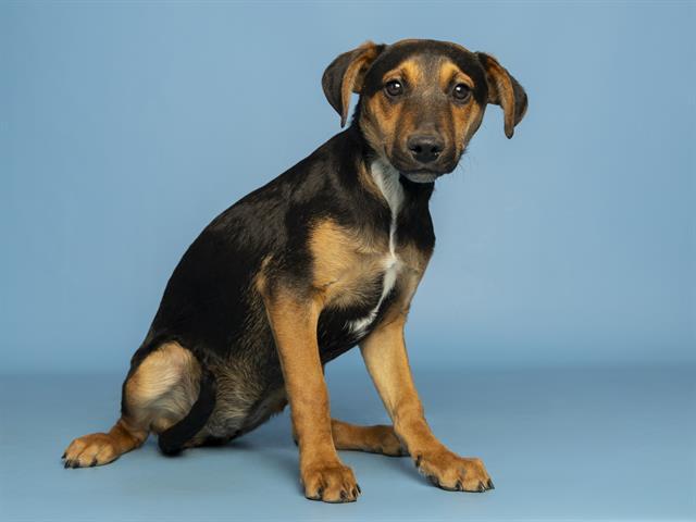 VALENTINA, Adoptable, Puppy Female Labrador Retriever & Mixed Breed.