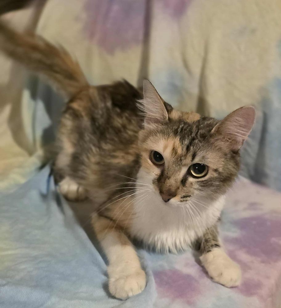 Panini, Adoptable, Adult Female Domestic Medium Hair.