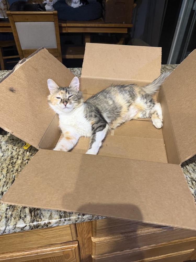 Panini — thumbnail 2