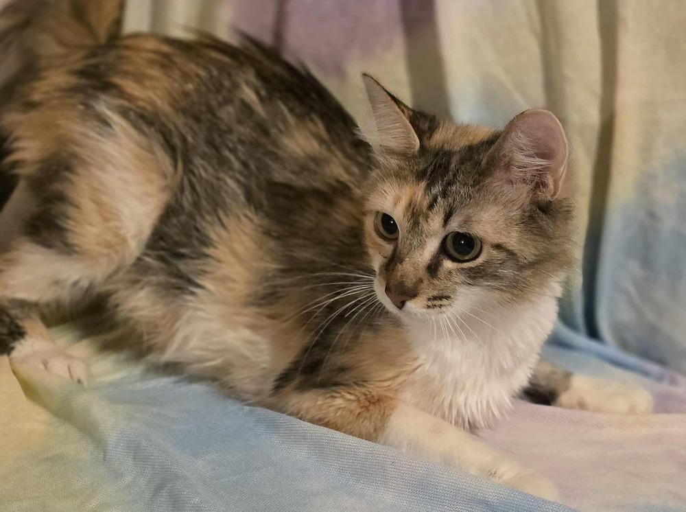 Panini — thumbnail 3