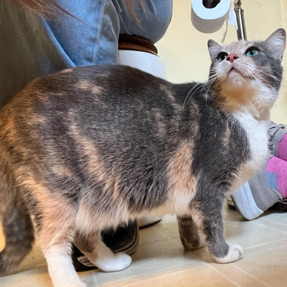 Pebbles, ADOPTABLE, Adult Female Dilute Calico.