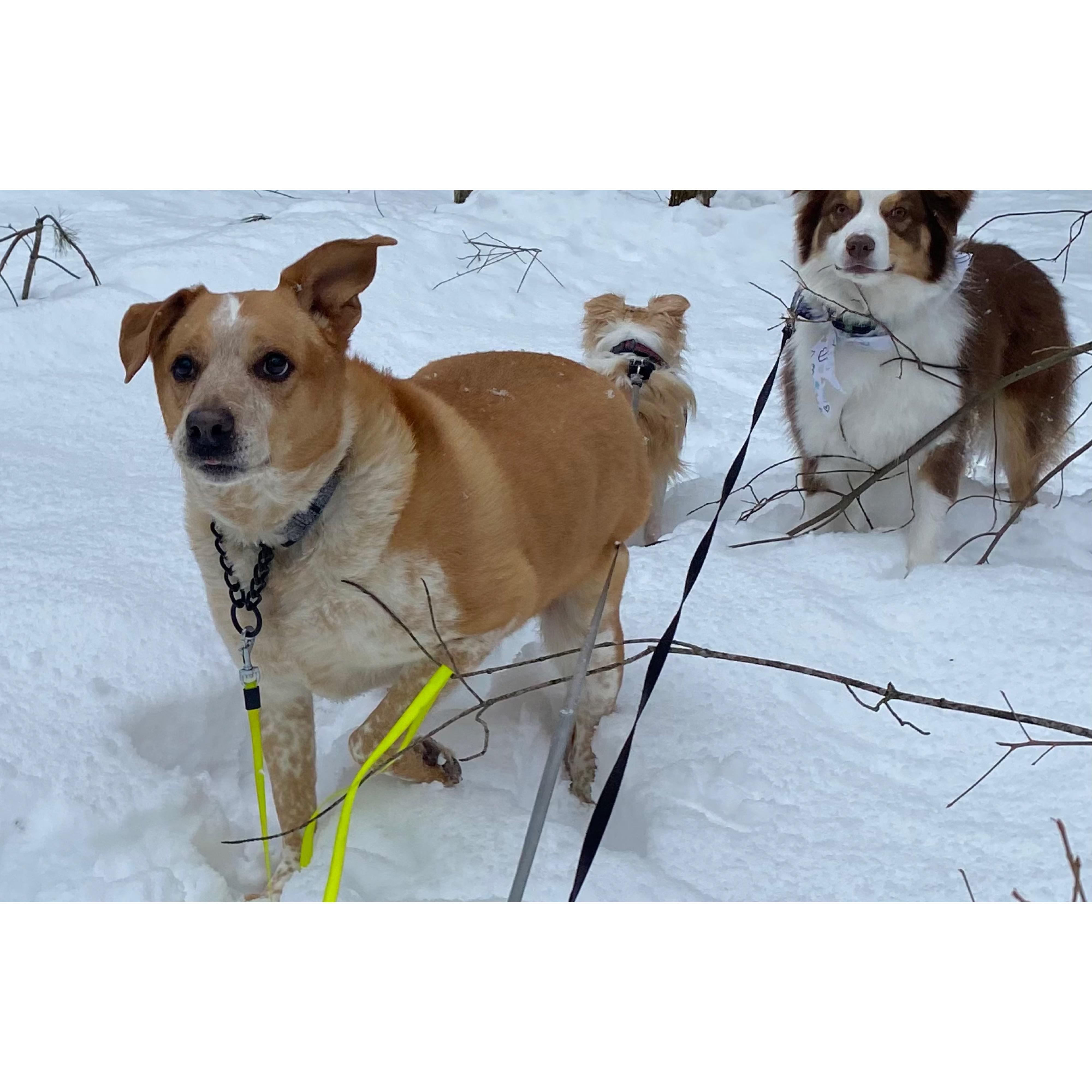Enlarge Freckles, an adoptable mixed breed in Seekonk, MA image 5/6
